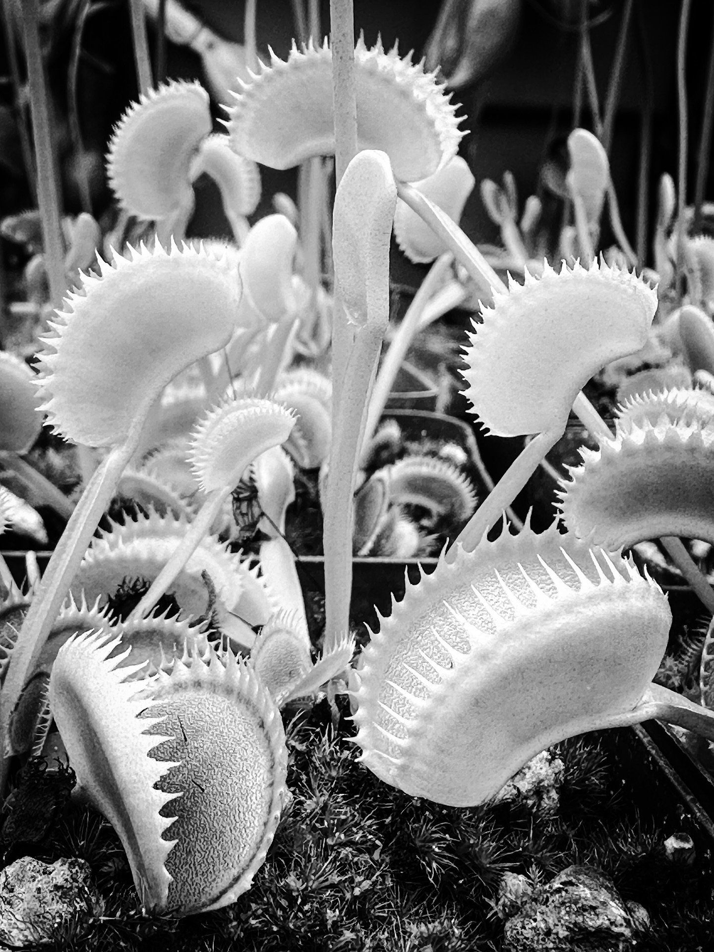 Venus flytrap #plants #botanical #venusflytrap #blackandwhite #blackandwhitephotography