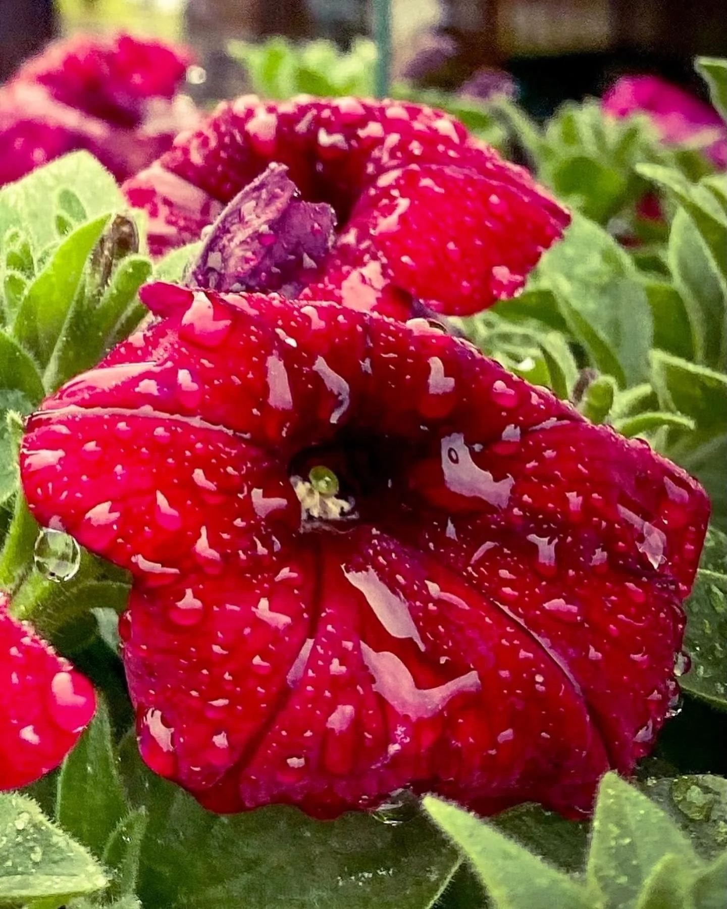 Happy Mother&rsquo;s Day! To all the loving &amp; hardworking moms, mamas &amp; parents out there! 🎉❤️💐#flowers #spring #rainy #rainyday #mothersday #throwback #repost #raindrops #droplets
