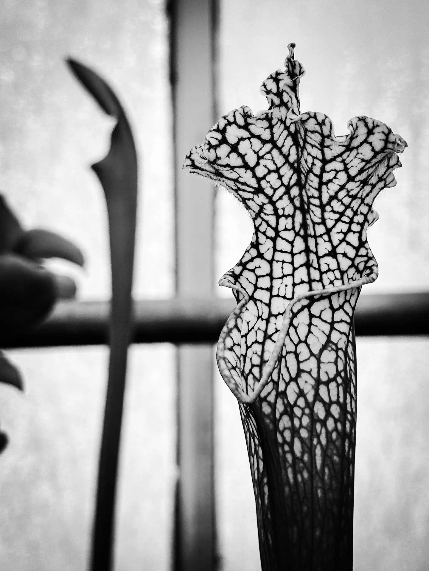 Shapes &amp; textures #plants #shapes #textures #greenhouse #botanical #tropical #blackandwhite #blackandwhitephotography