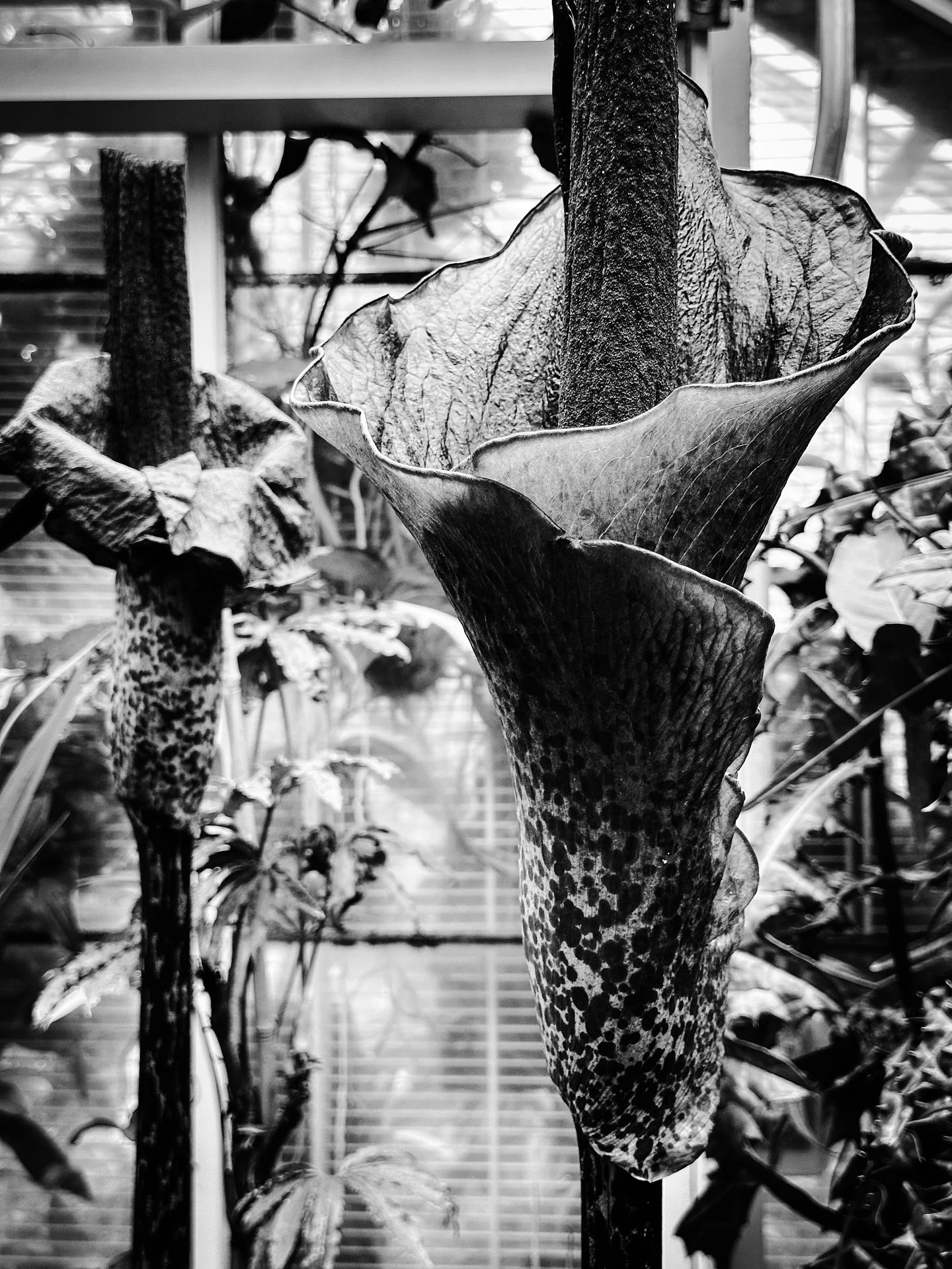 Corpse flowers @smithcollegebotanicgarden #corpseflower #flowers #blackandwhite #blackandwhitephotography #greenhouse #tropical #botanical