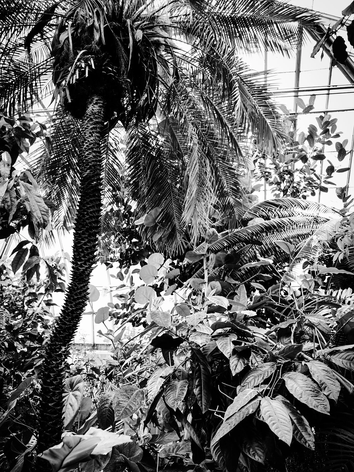 #tropical #view #botanical #blackandwhite #blacknwhitephotography #palmtree #bananatree #greenhouse