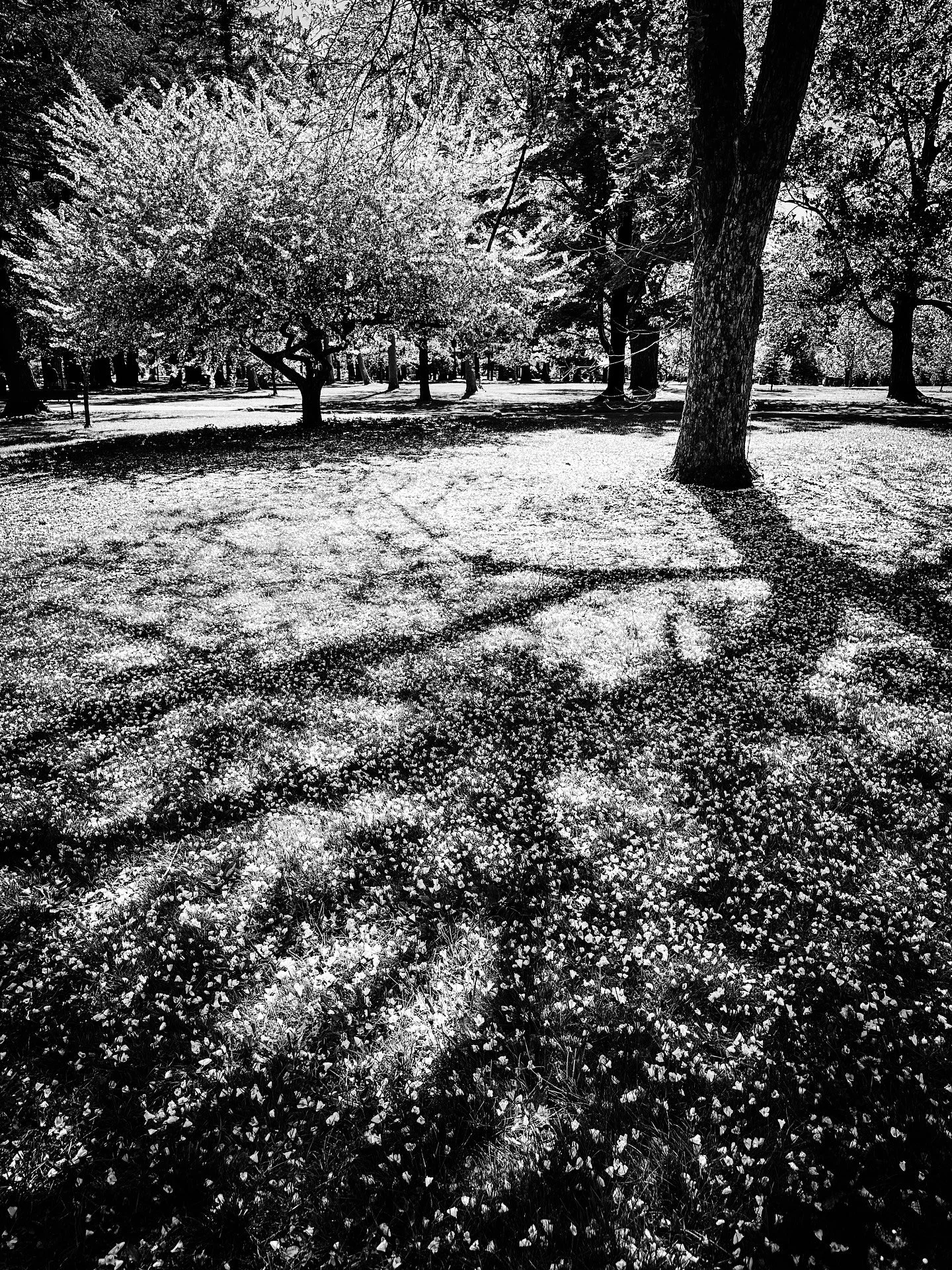 Petals like snow- spring trees #blackandwhite #blackandwhitephotography #trees #flowers #floweringtrees #walk #spring #views