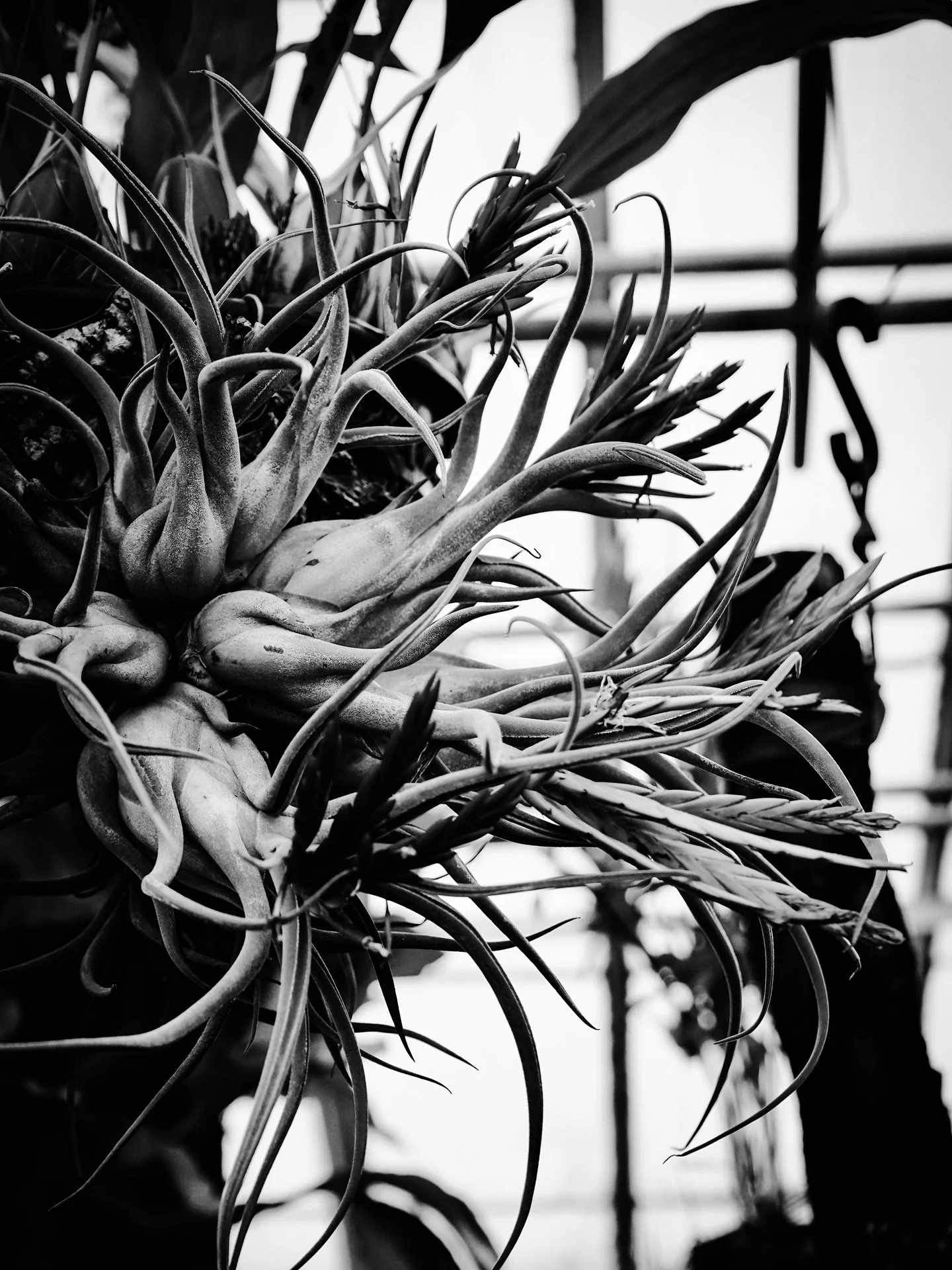 #plants #tropical #botanical #greenhouse #blackandwhite #blackandwhitephotography #timeless #wild #flowers