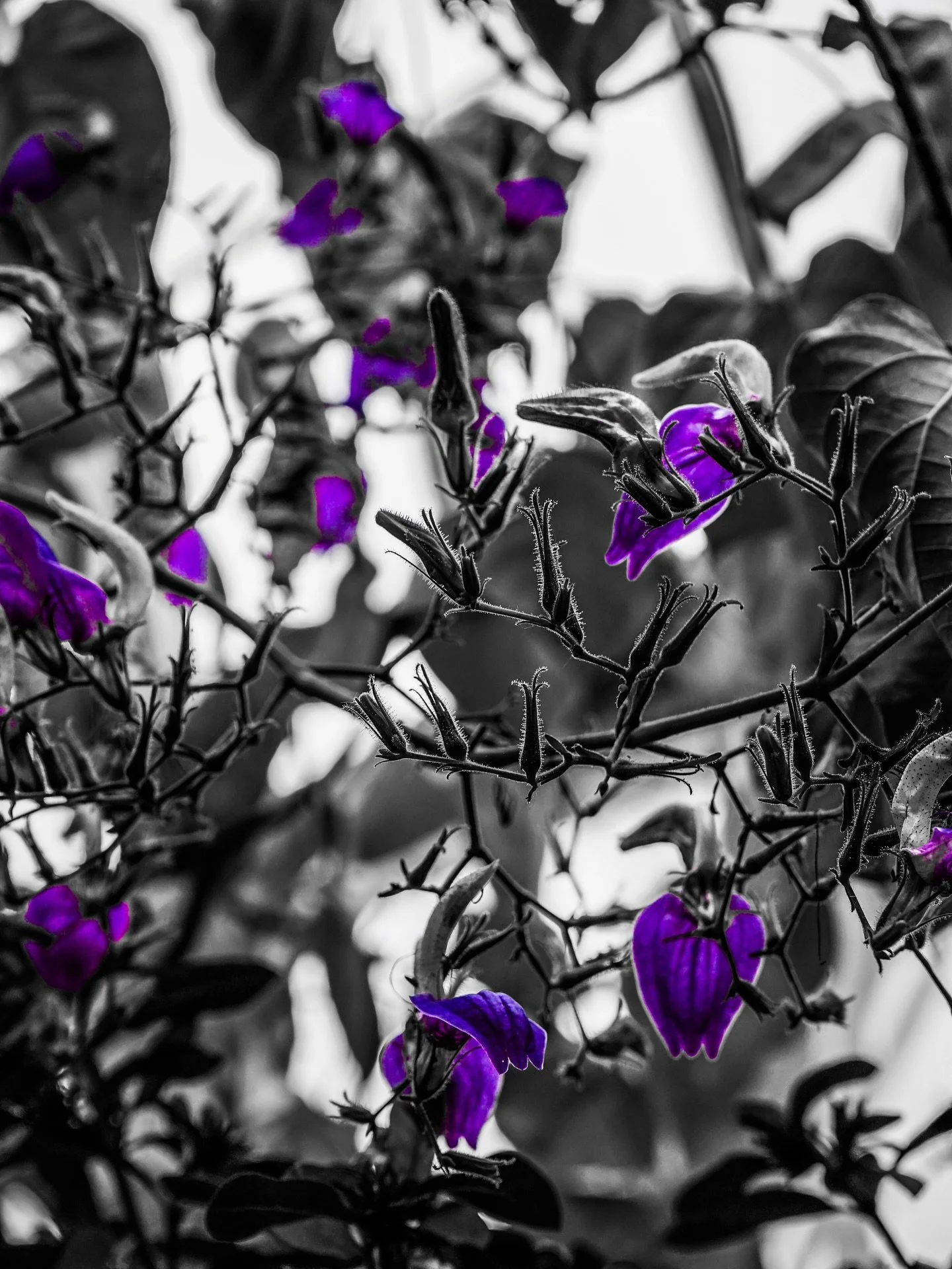 More greenhouse views #plants #flowers #greenhouse #blackandwhite #blackandwhitephotography #sepia #cyan #colorsplash #botanical