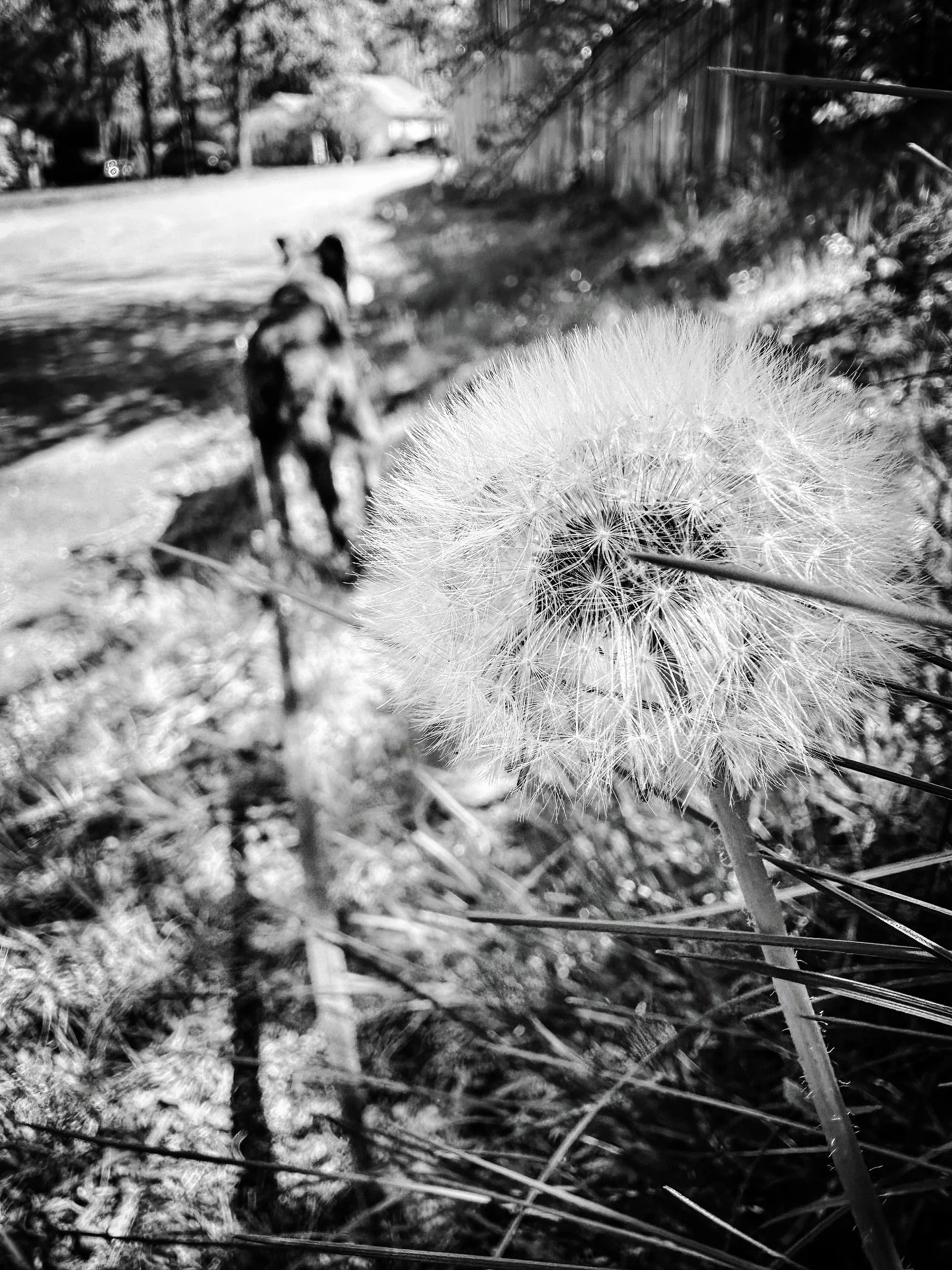 Spring dog walk #walk #dandelion #spring #streetphotography #streetphotos #blackandwhite #blackandwhitephotography #sepia #cyan