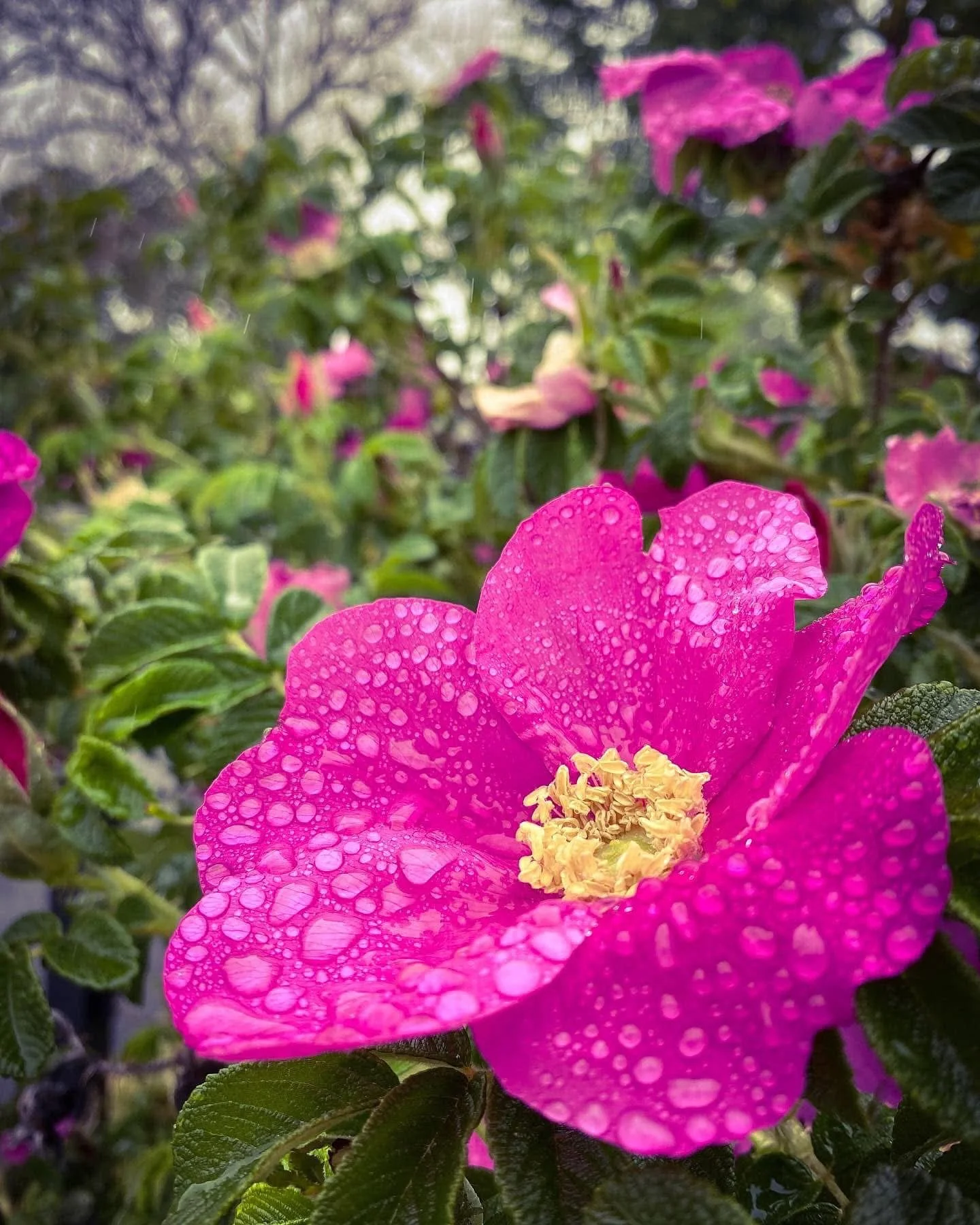 Rainy day/flower vibes (last photo @longriverproduce) #flowers #spring #colors #colorphotography #rosarugosa #peonies #rainy #raindrops #droplets #rainyvibes #springvibes
