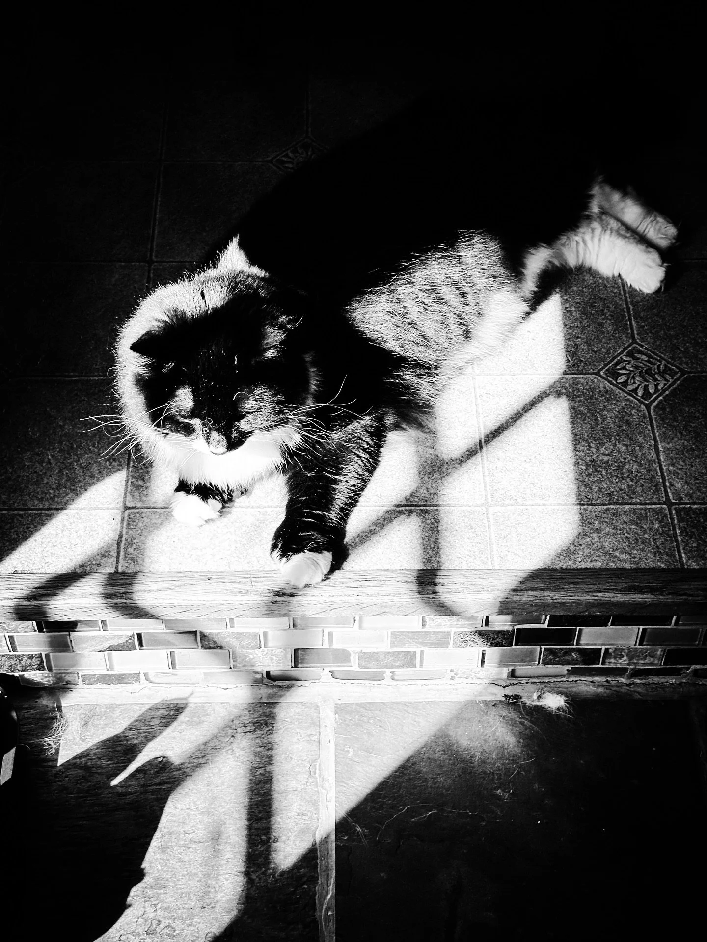 Animal friends #blackandwhite #blackandwhitephotography #cat #cats #dog #sunlight #shadows