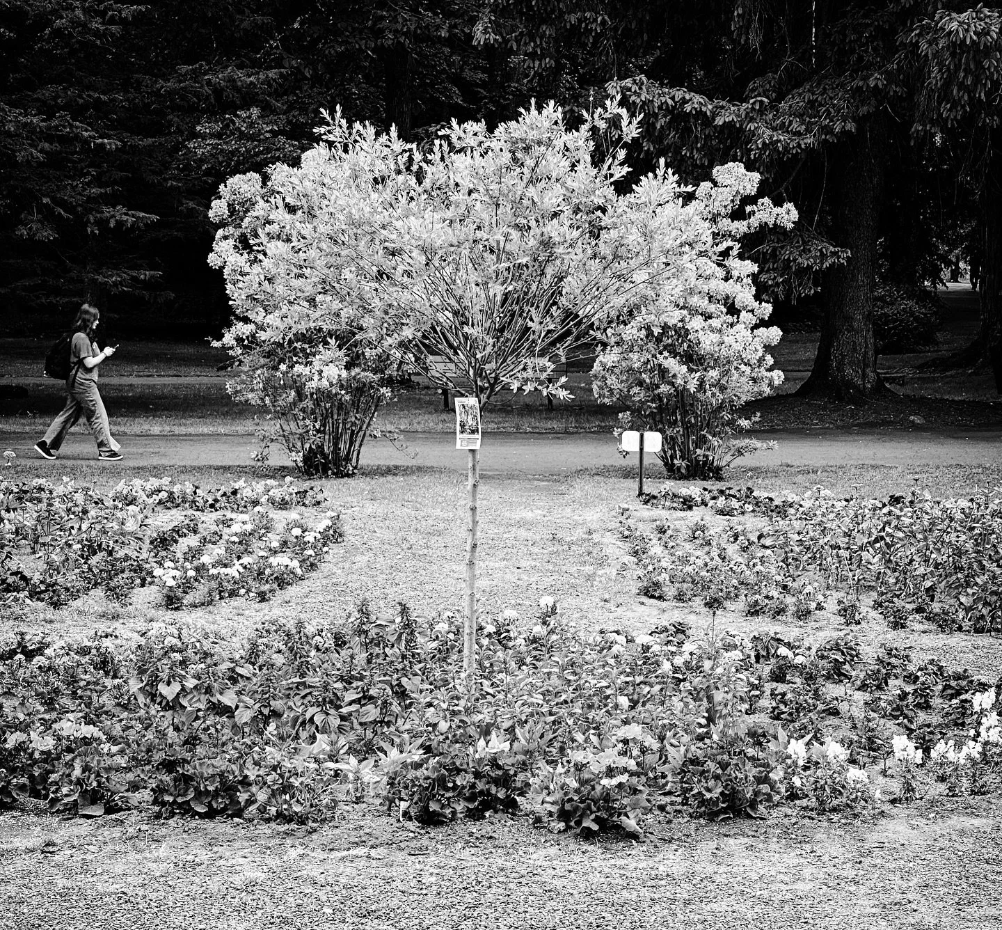 Flowers in the park #flowers #awalkinthepark #park #walk #today #blackandwhite #blackandwhitephotography #streetphotos #streetphotography #colorsplash #colors #colorphotography
