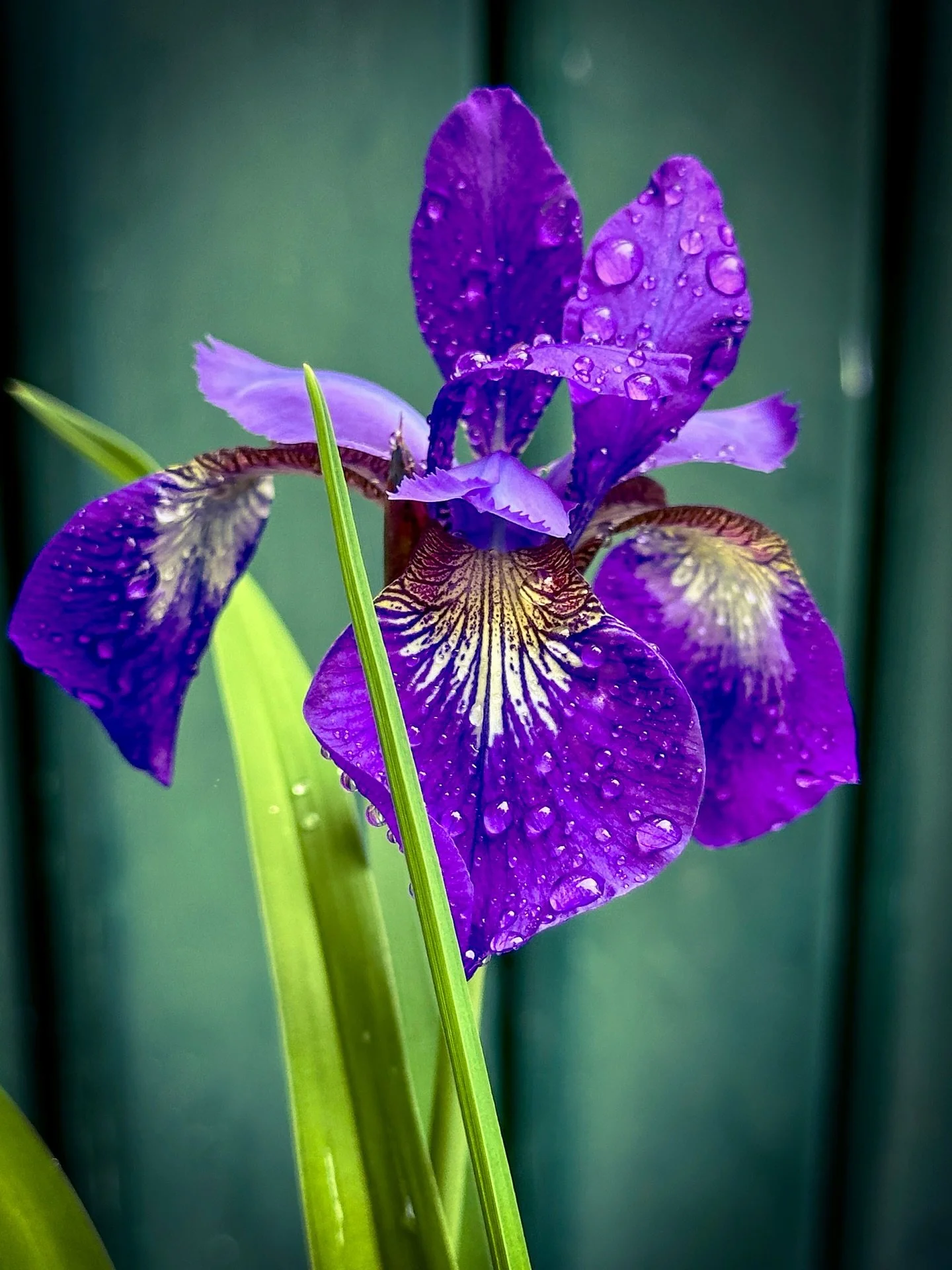 More spring flowers #flowers #colors #spring #colorphotography #park #iris #trees #floweringtrees