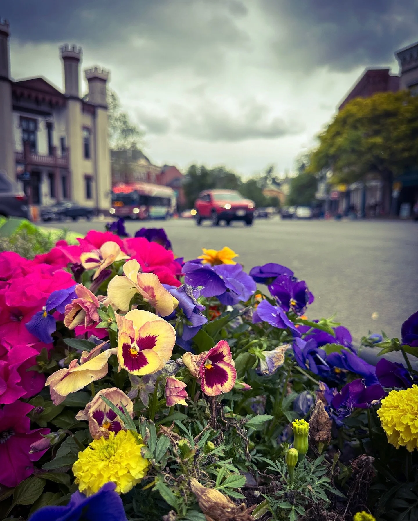 Cloudy day #streetphotography #cloudy #cloudyday #streetphotos #blackandwhite #colors #colorphotography #blackandwhitephotography #sepia #cyan #flowers