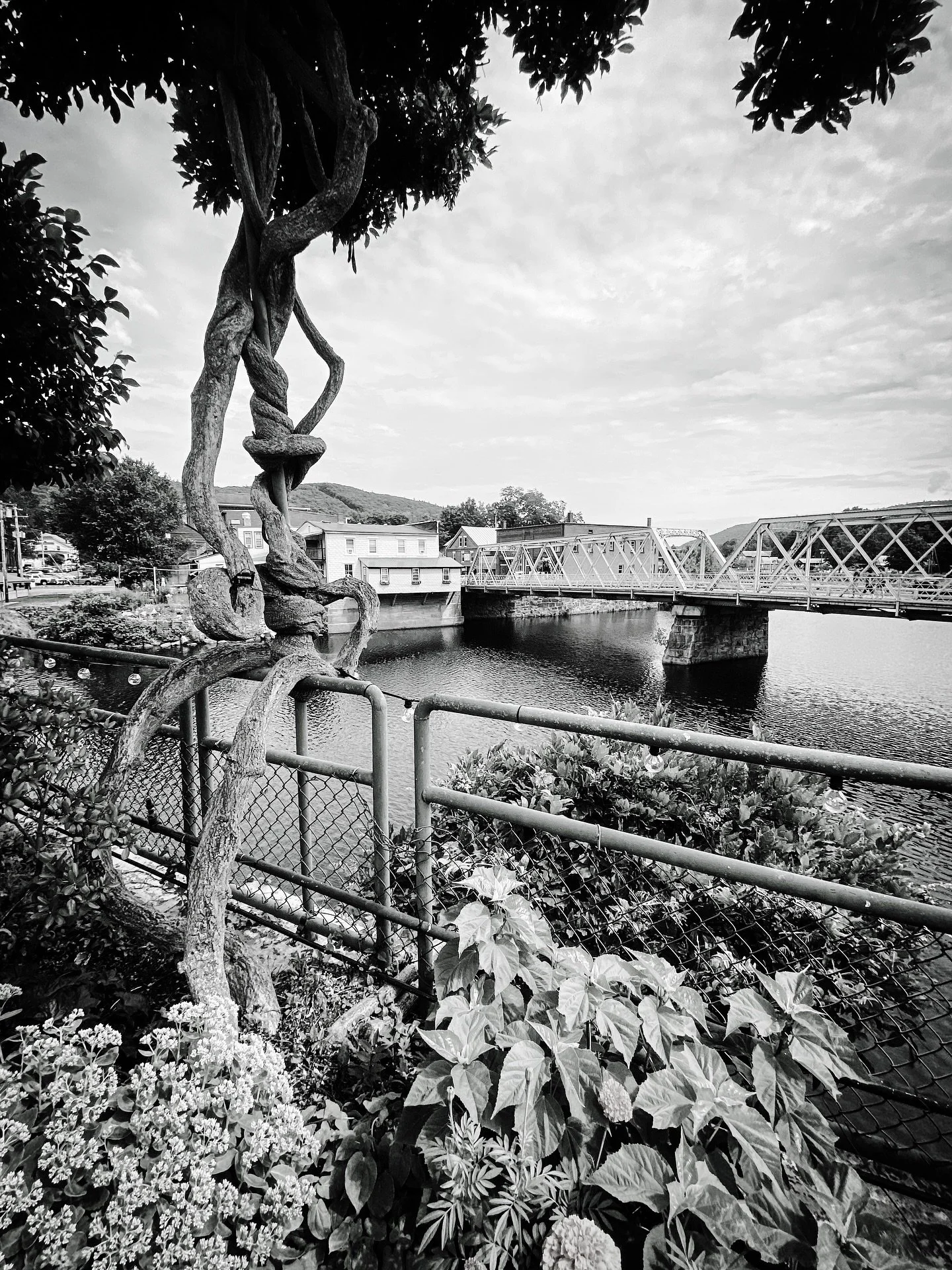 Bridge of flowers- wisteria #wisteria #bridgeofflowers #architecture #throwback #timeless #blackandwhite #blackandwhitephotography