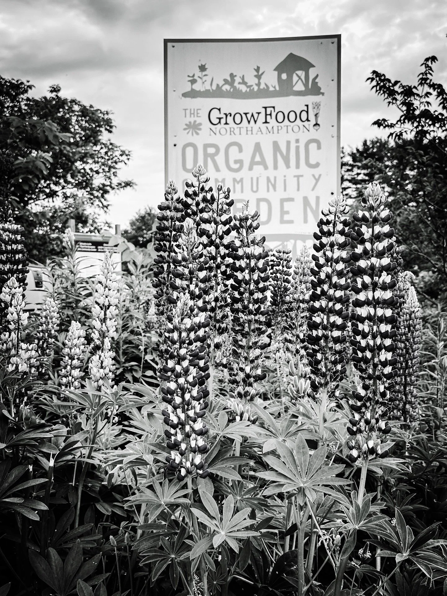 #lupine #flowers #organicgarden #communitygarden #blackandwhite #blackandwhitephotography #colorsplash #colors #colorphotography #sepia #cyan