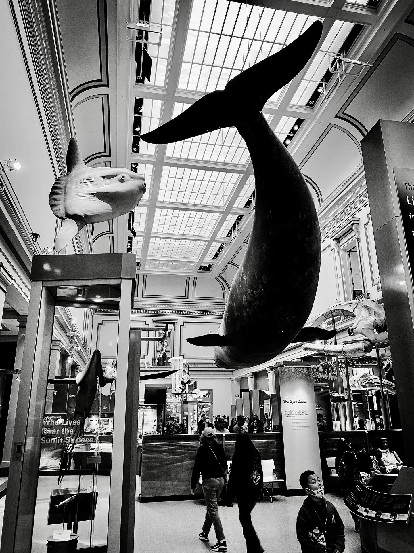 Throwback to DC trip a few years ago (before you-know-who) #museum #naturalhistory #naturalhistorymuseum #blackandwhitephotography #blackandwhite #timeless #throwback