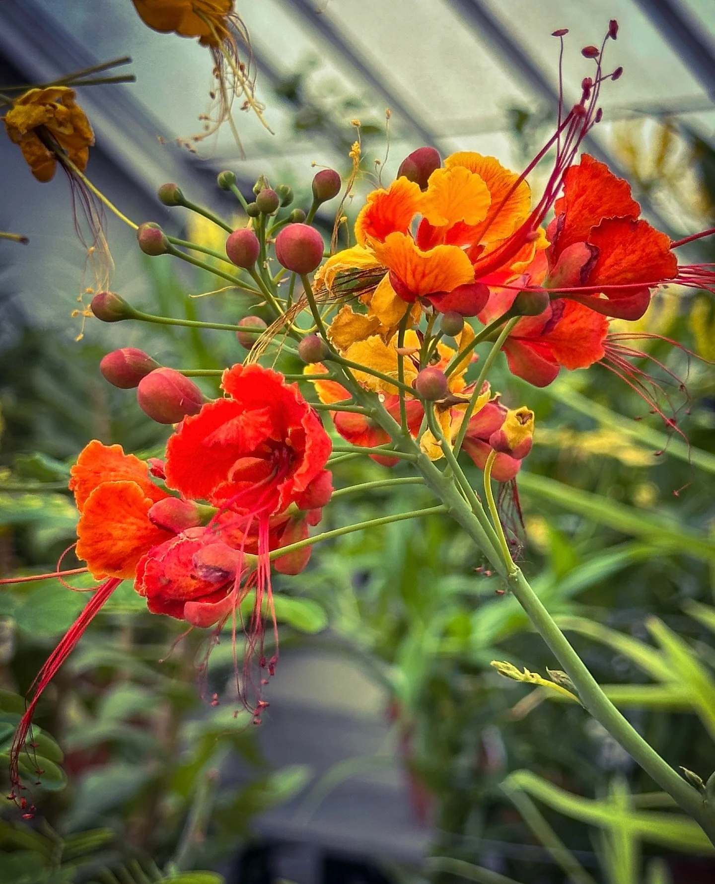 #tropical #flowers #vibrant #colors #plants #colorphotography @smithcollegebotanicgarden #botanical