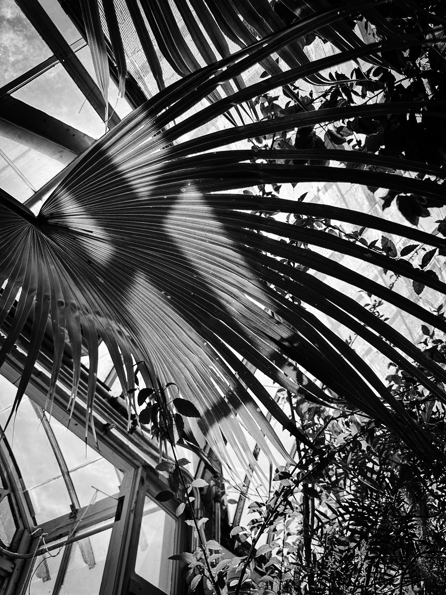 Plants today #plants #botanical #peace #quiet @smithcollegebotanicgarden #tropical #blackandwhite #blackandwhitephotography #timeless