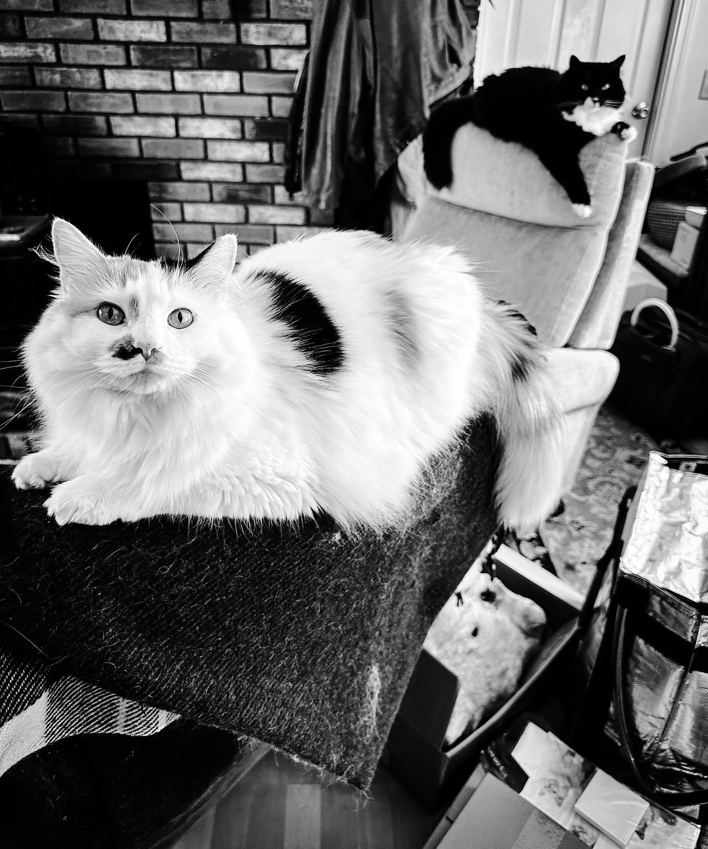 Our animal friends #cats #cat #blackandwhite #blackandwhitephotography #timeless #summer