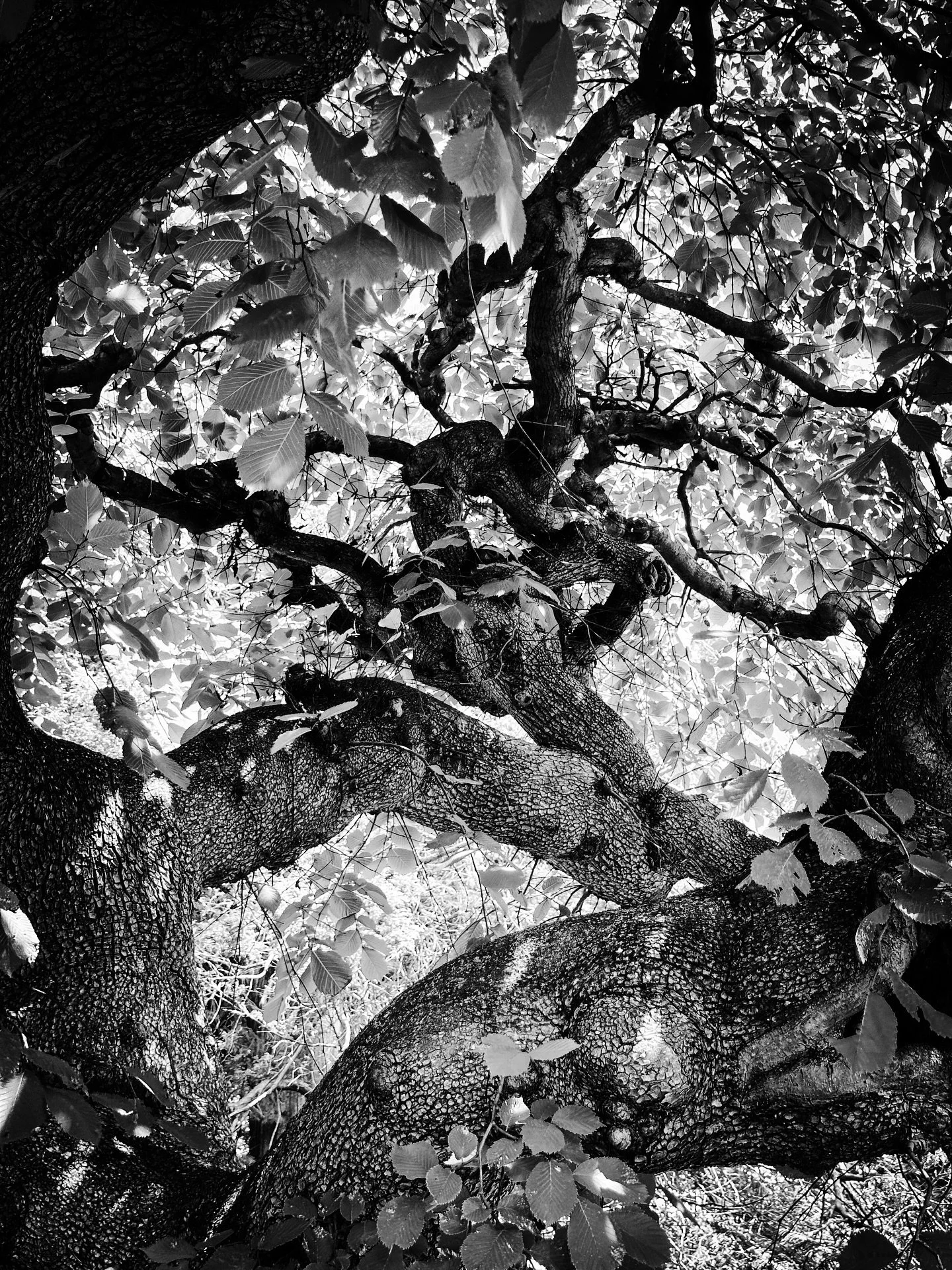 Summer tree #summer #tree #trees #nature #landscape #landscapephotography #blackandwhite #blackandwhitephotography #timeless #patterns #textures