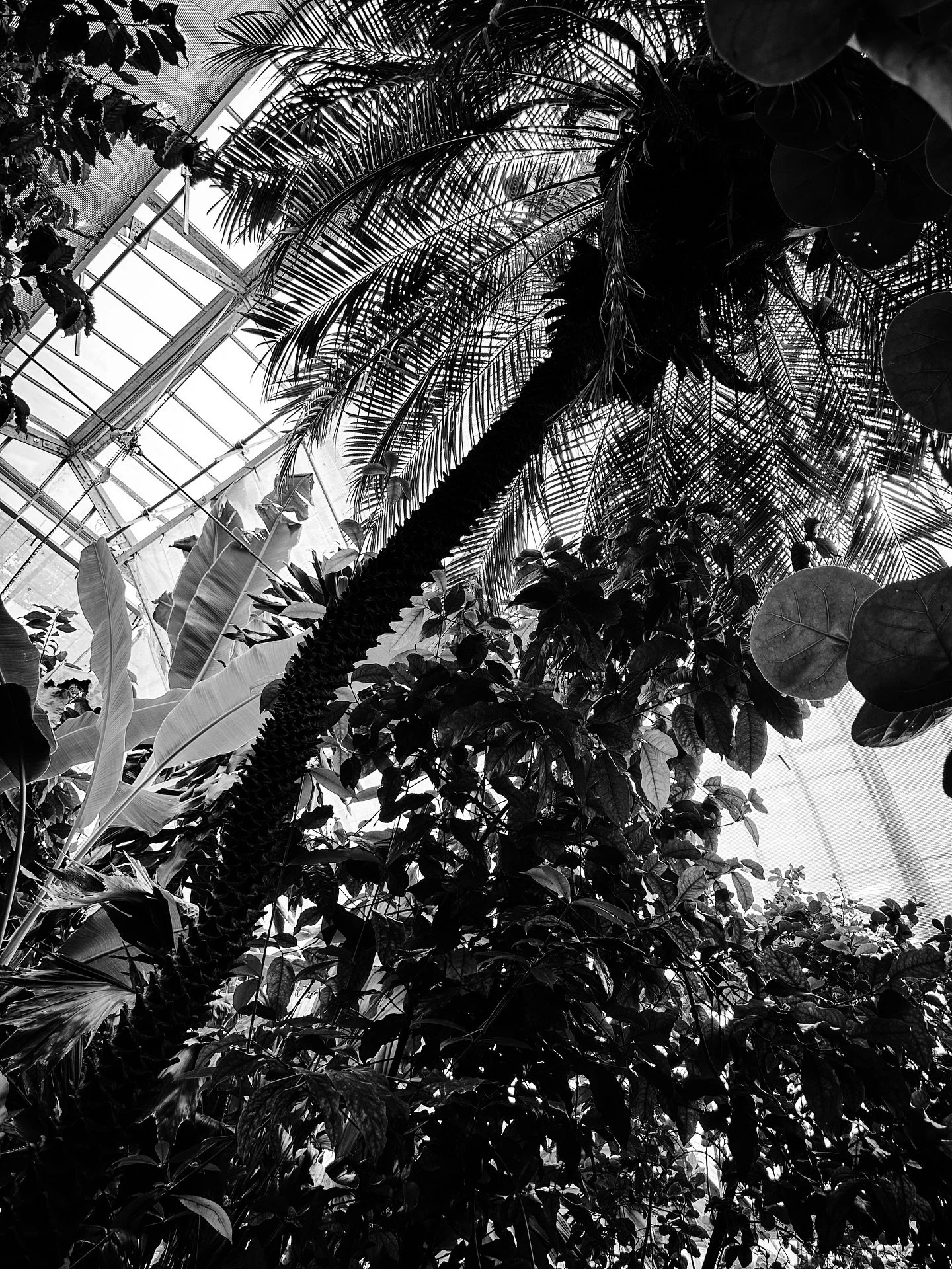 Quiet moment @smithcollegebotanicgarden #botanical #plants #tropical #blackandwhite #blackandwhitephotography #summer #palmtree