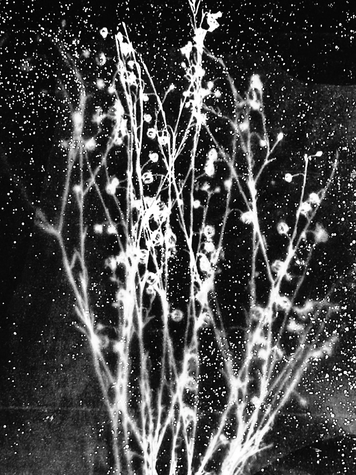 More from the Vanishing Ecologies: Speculative Futures show @artmuseumnb featuring: Ana&iuml;s Tondeur, Rachel Berwick, Thomas Deininger, Beth Lipman, Aim&eacute;e Lamaire, Minga Opazo, Rachel Ostrow and Nicolas Touron #art #artshow #artmuseum #museu