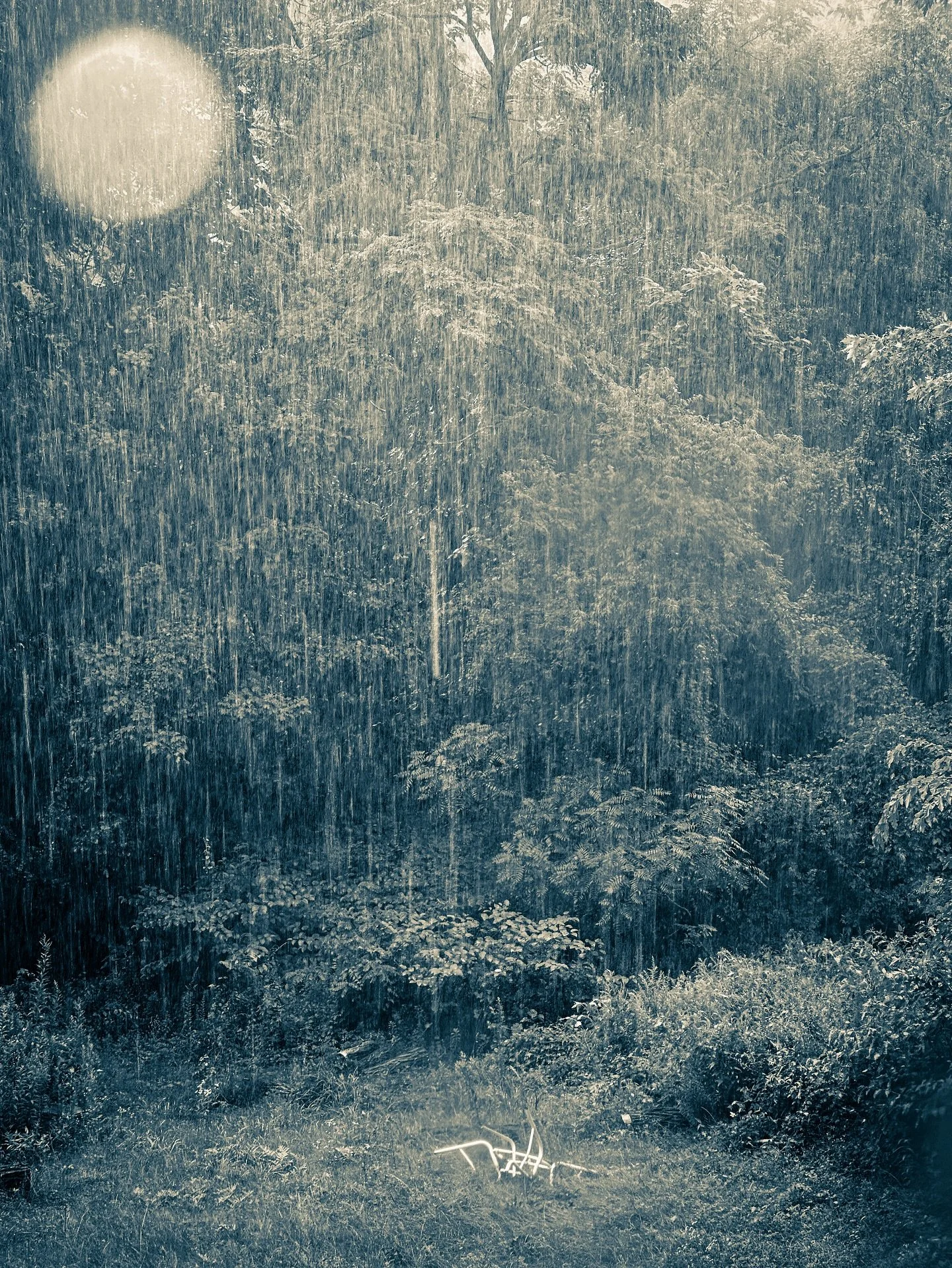 Rainy day #rain #rainydays #trees #sepia #cyan #trees #blackandwhite #blackandwhitephotography