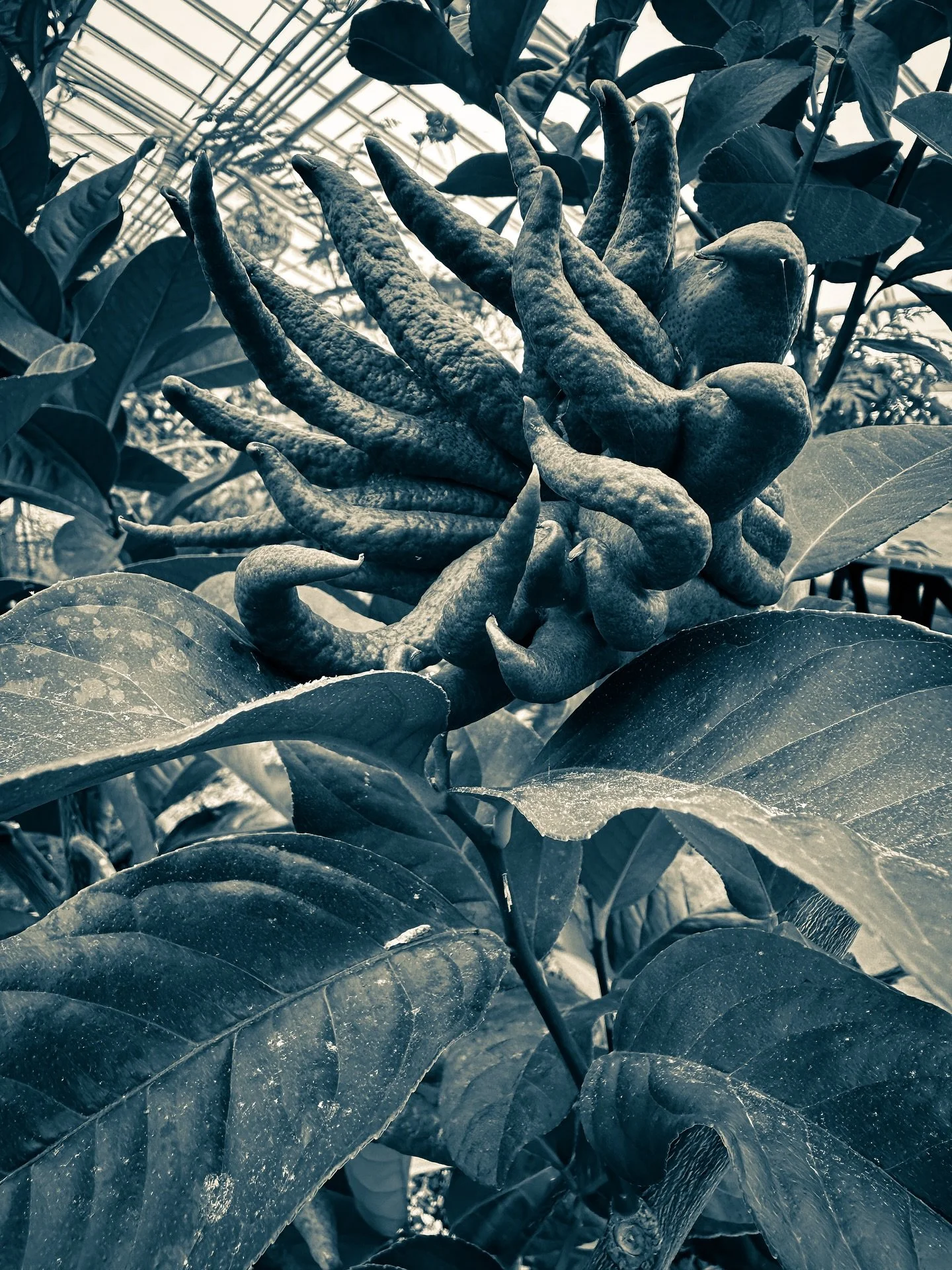 #botanical #plants #tropical #sepia #cyan #blackandwhite #blackandwhitephotography