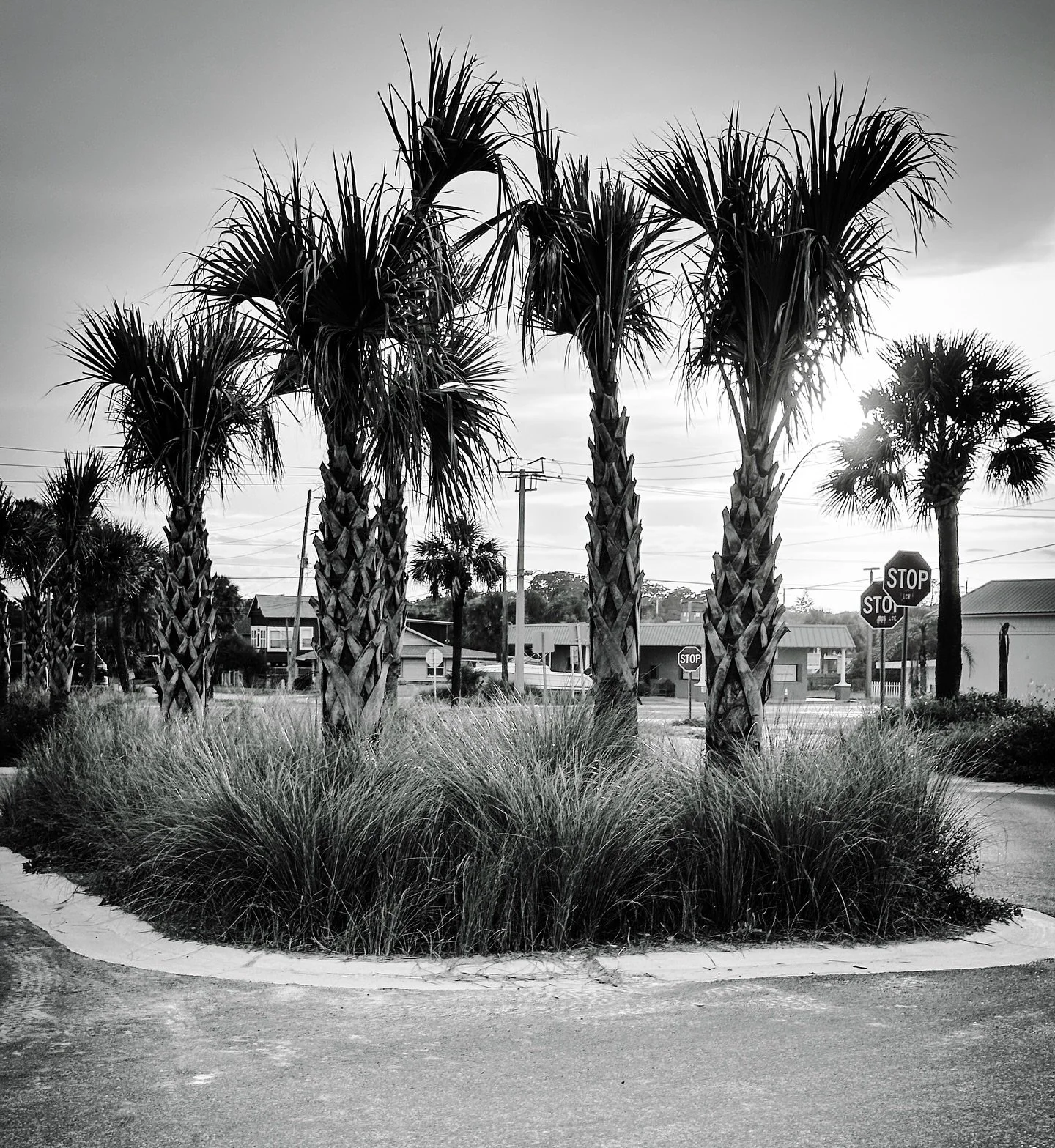 Palm trees sunset #sunset #palmtrees #tropical #streetphotography #sky #clouds #summer #summervibes #blackandwhite #blackandwhitephotography