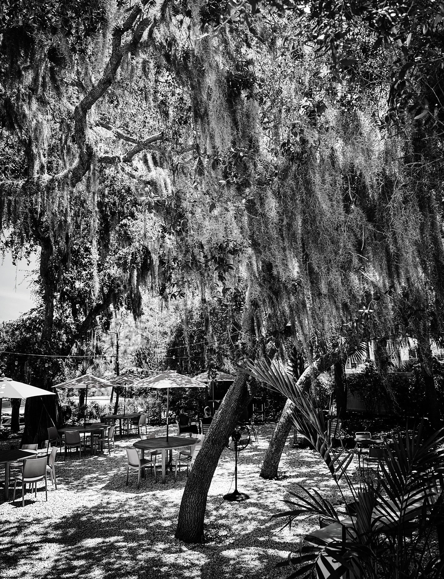 Spanish moss #patio #spanishmoss #blackandwhitephotography #blackandwhite #trees #shadows #streetphotography