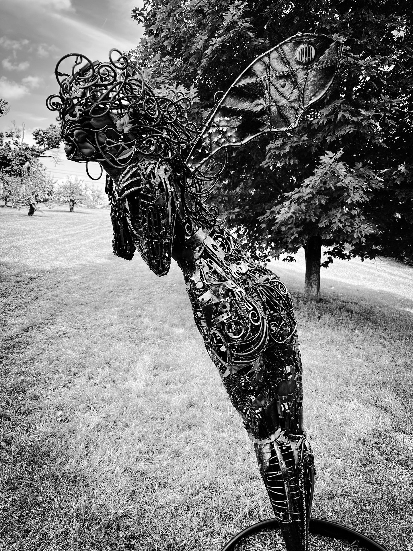 Iris by Brian McQuillan @parkhillorchard new sculptures! #artintheorchard2026 #artintheorchard #blackandwhitephotography #blackandwhite #sculpture #art #jmerrickmedia