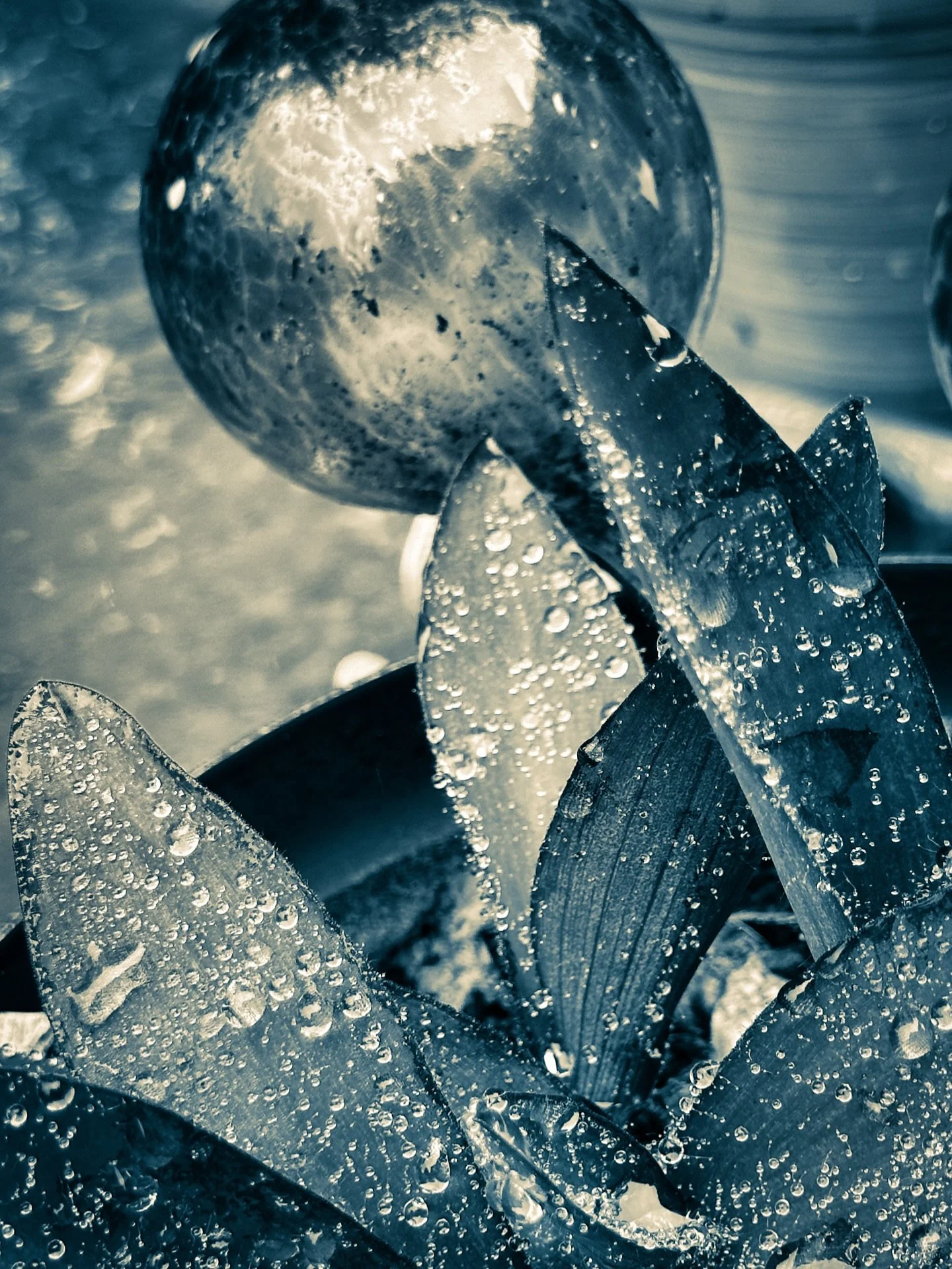 Rainy morning #sepia #cyan #blue #raindrops #rainy #blackandwhite #blackandwhitephotography #droplets