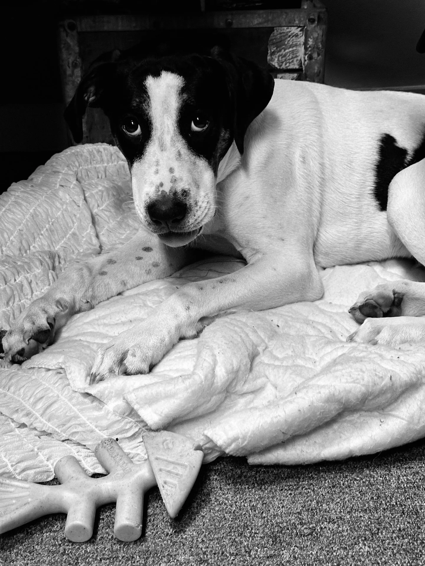 Our new friend Moe 😌 @shopretrogenie #dog #dogs #retro #vintage #blackandwhite #blackandwhitephotography #vintagestyle #retrovibes