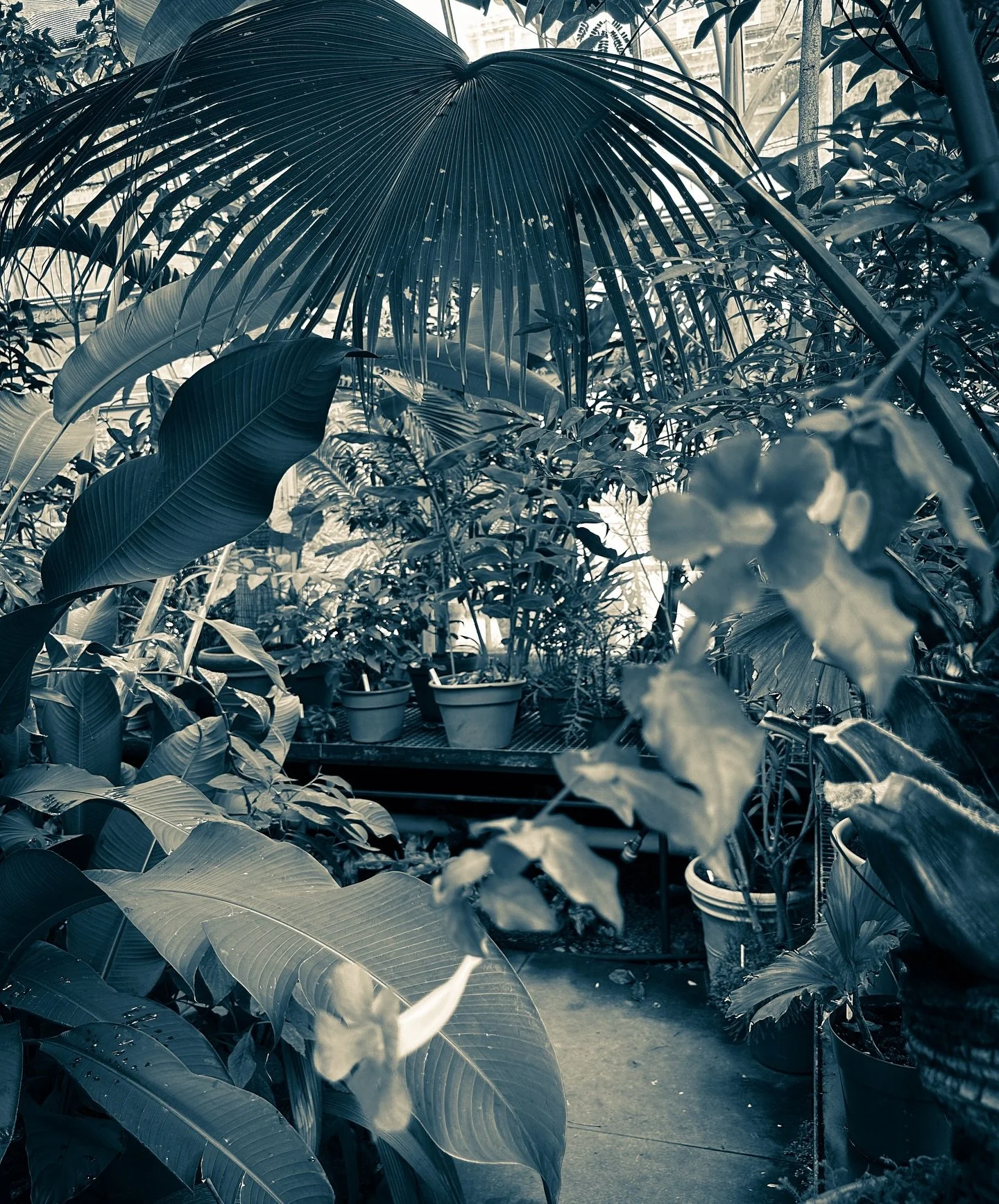 #plants #botanical @smithcollegebotanicgarden #gardens #flowergarden #blackandwhite #blackandwhitephotography #colors #flowers #bee #streetphotos #streetphotography #sepia #cyan