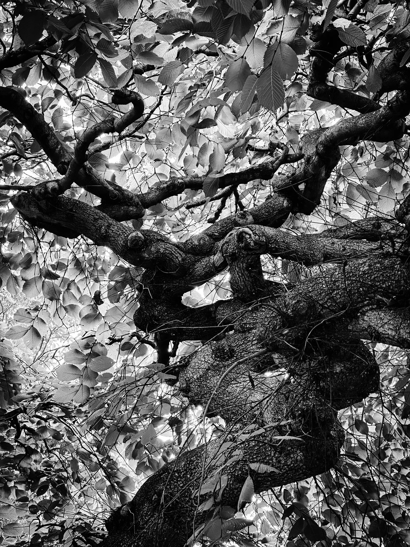 #tree #trees #nature #patterns #shapes #blackandwhite #blackandwhitephotography #textures #summer #timeless