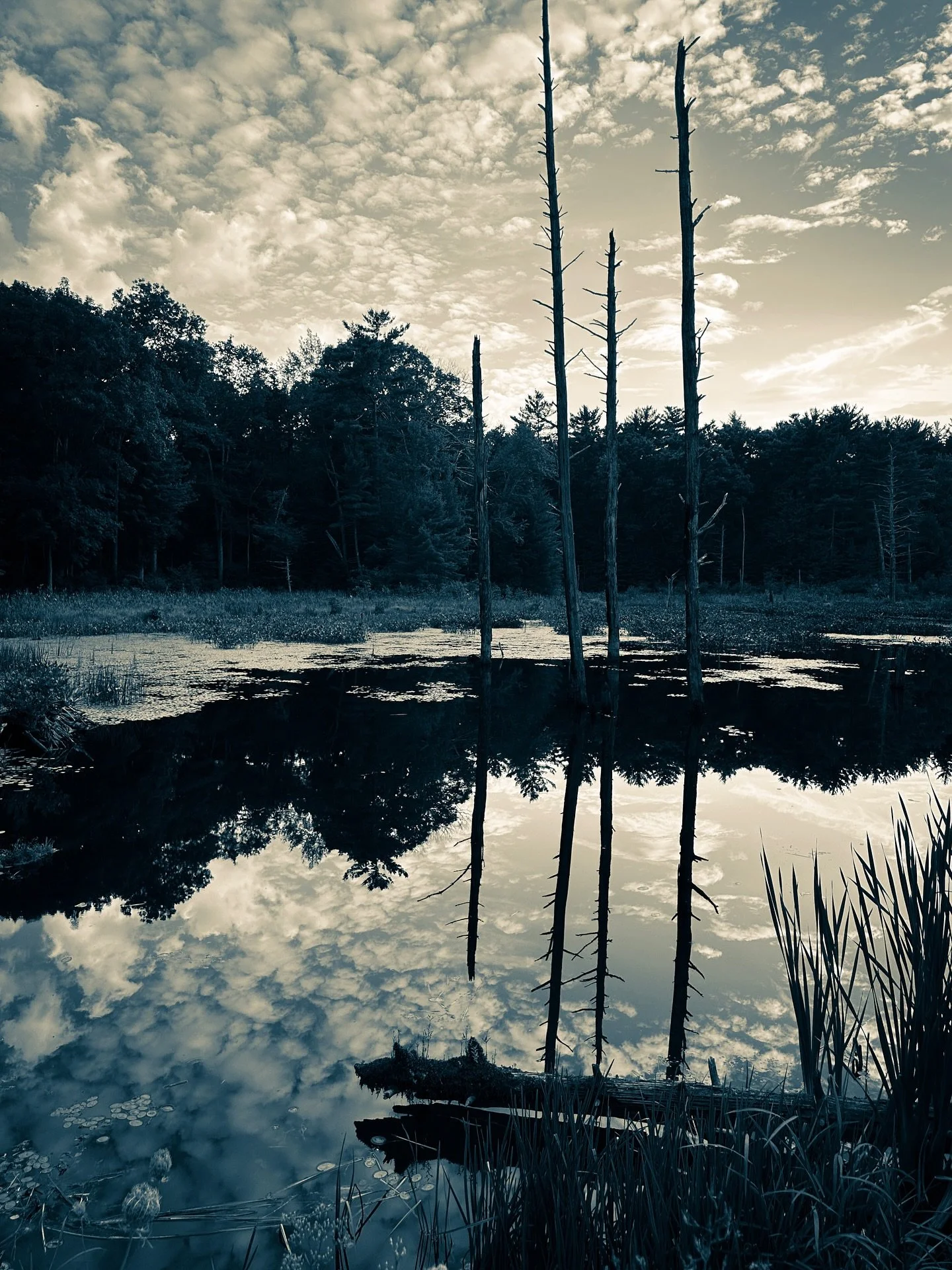 #pond #view #nature #cyan #sepia #blackandwhite #landscape #landscapephotography