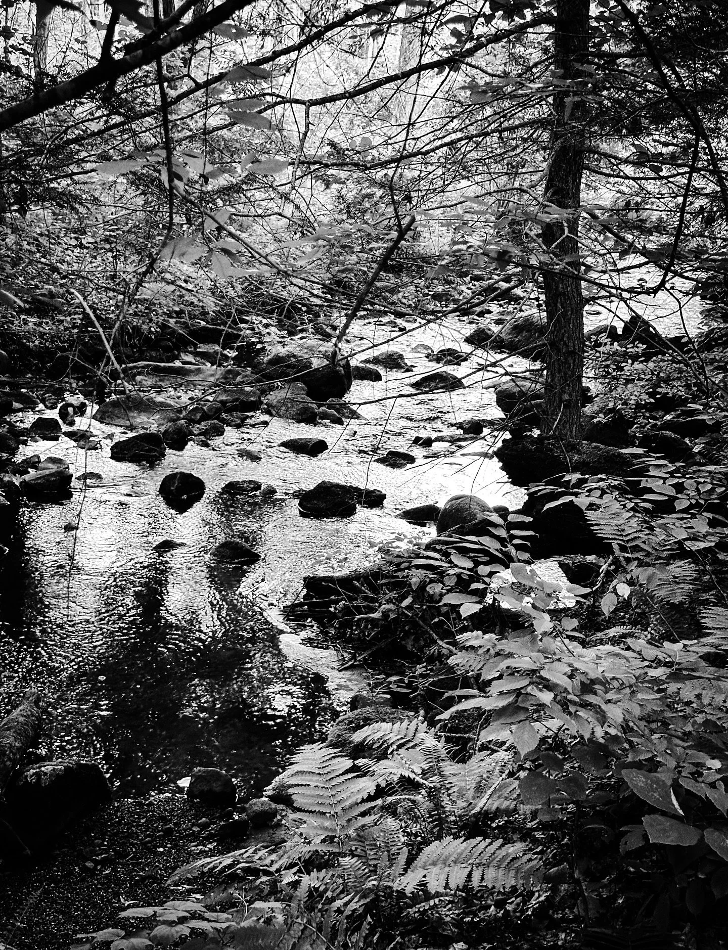 #stream #woods #quiet #blackandwhitephotography #nature #blackandwhites
