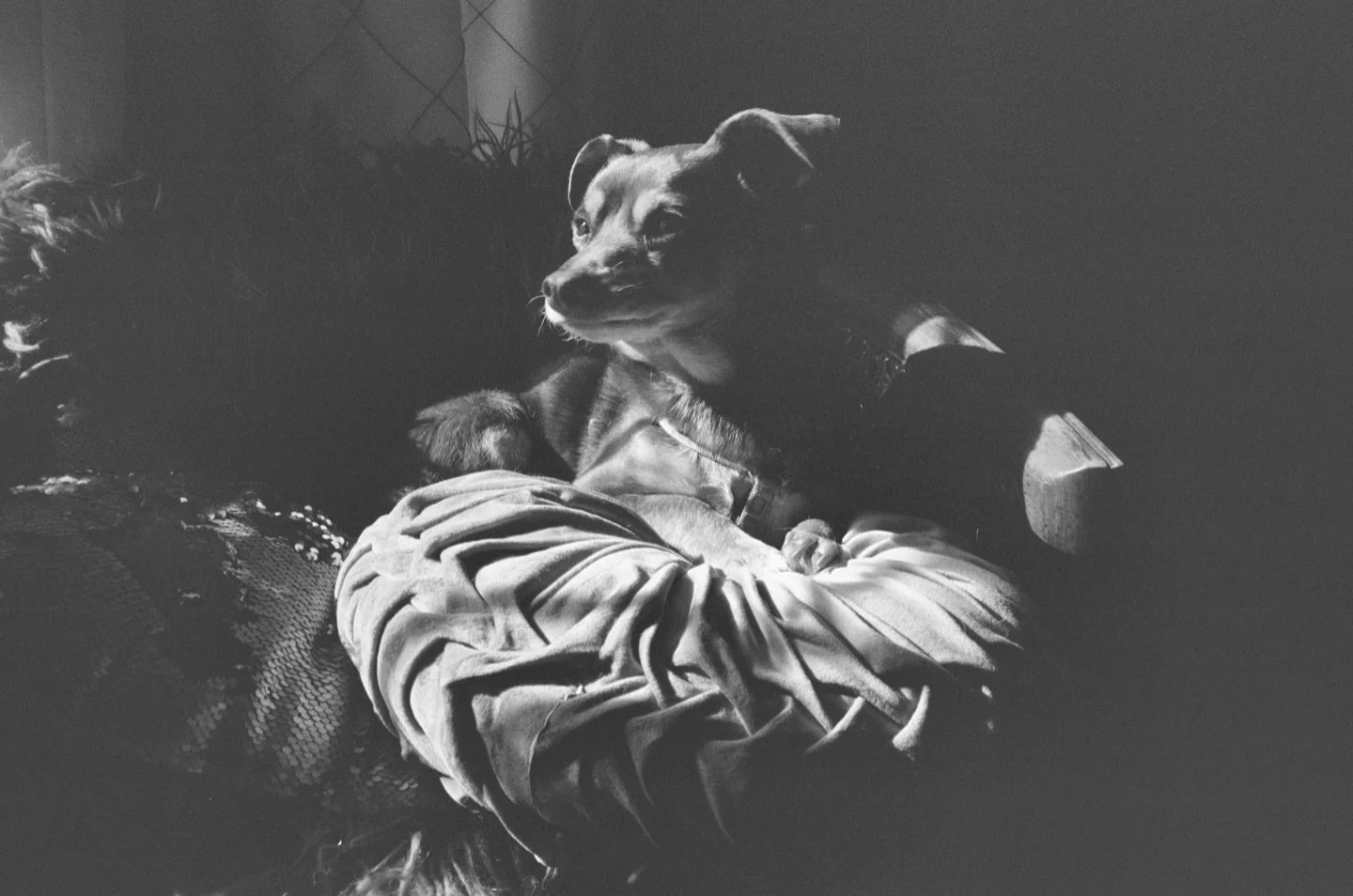 More film #dog #dogs @abracadabrafilmlab #blackandwhite #blackandwhitephotography #35mmfilm #filmphotography