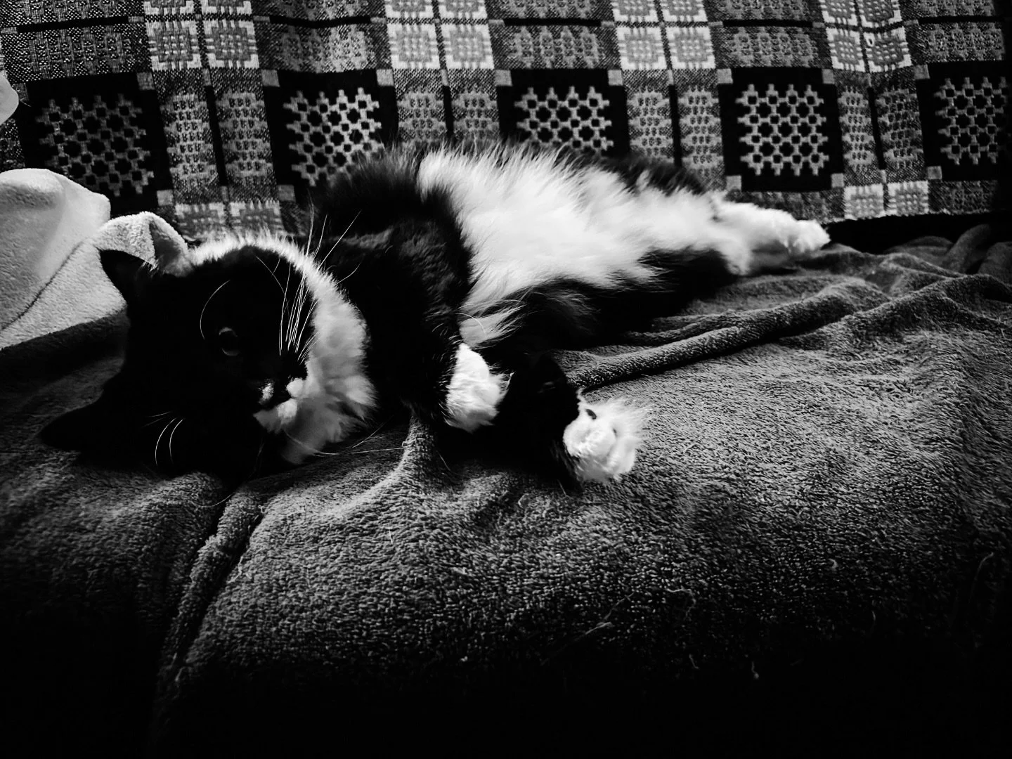 #cat #cats #blackandwhite #nlackandwhitephotography