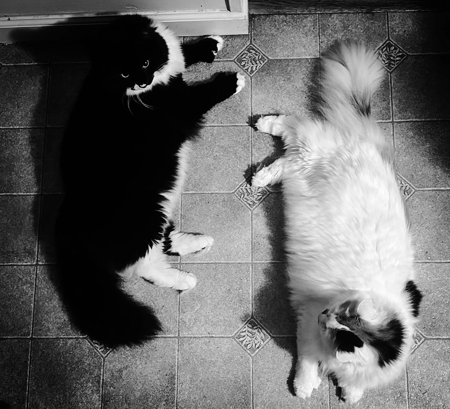 #blackandwhite #blackandwhitephotography #cats #cat