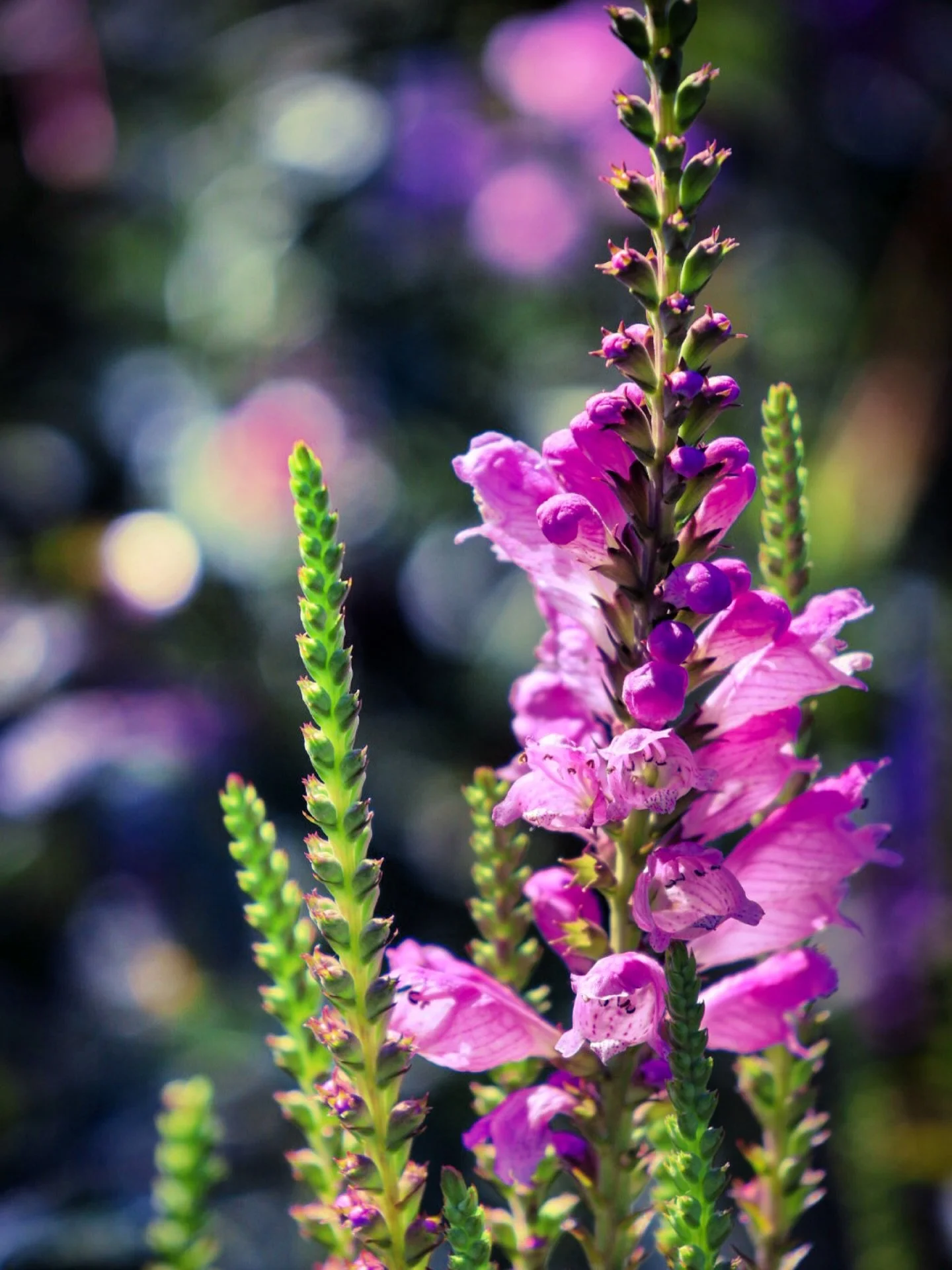#colors #bokeh #colorphotography #flowers #flower #botsnical #botanicalgarden