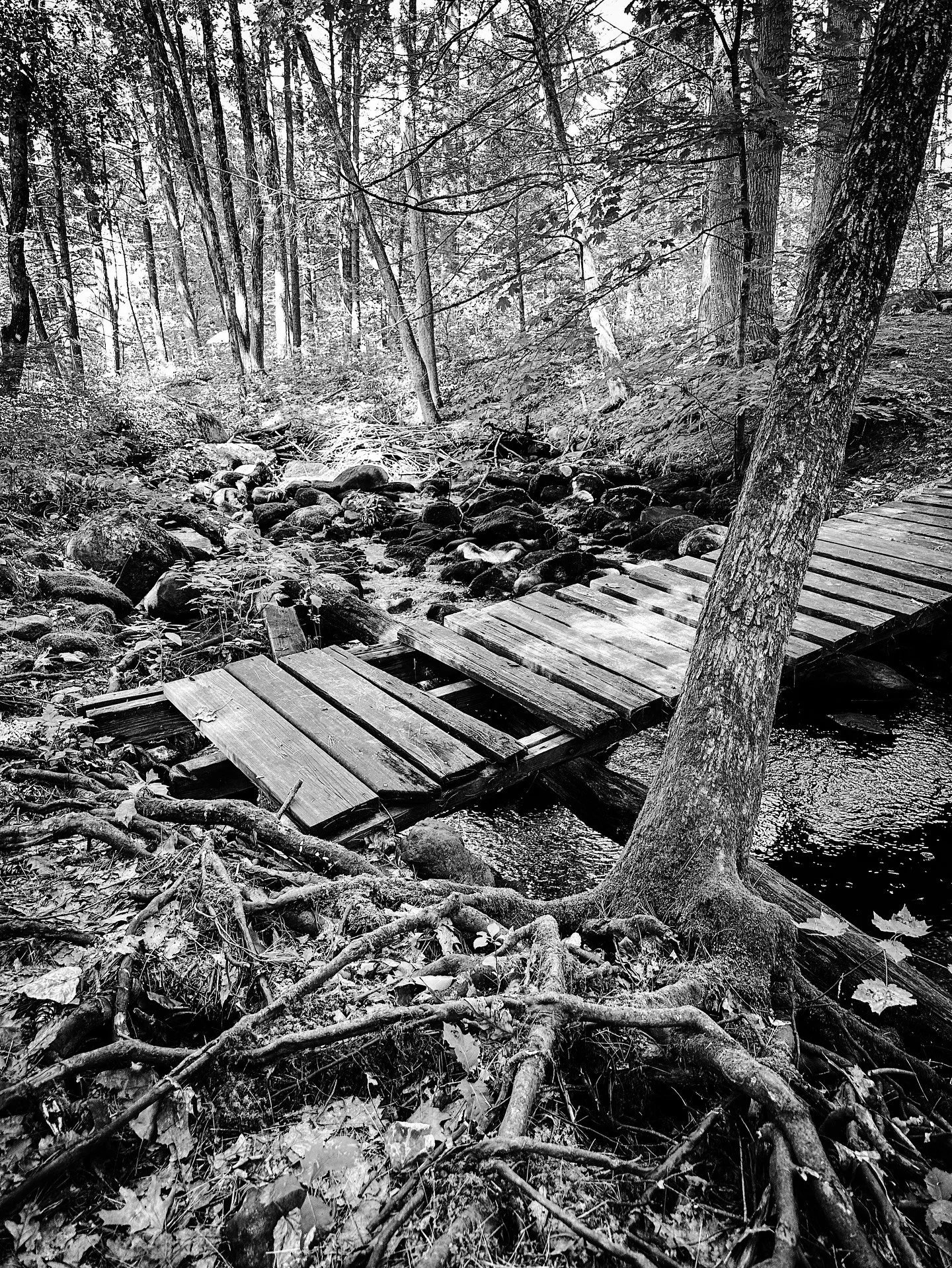 In the woods #blackandwhite #blackandwhitephotography #trees #woods #stream
