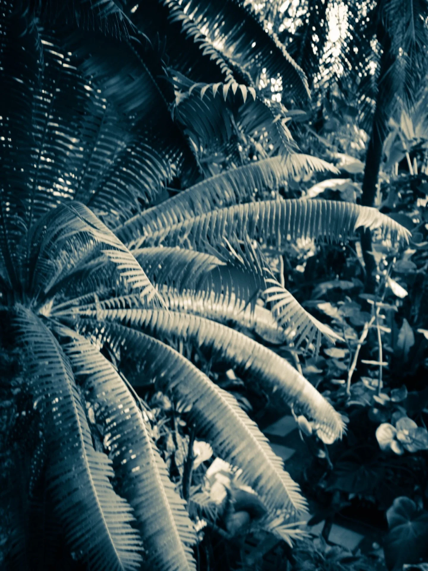 #tropical #botanical #blackandwhite #blackandwhitephotography #palmtrees #sepia #cyan