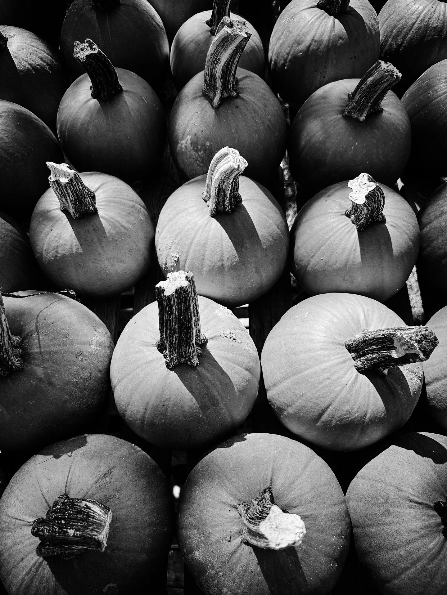 Pumpkins are here! @longriverproduce #pumpkins #fall #farm #organicfarm #blackandwhite #blackandwhitephotography #autumn