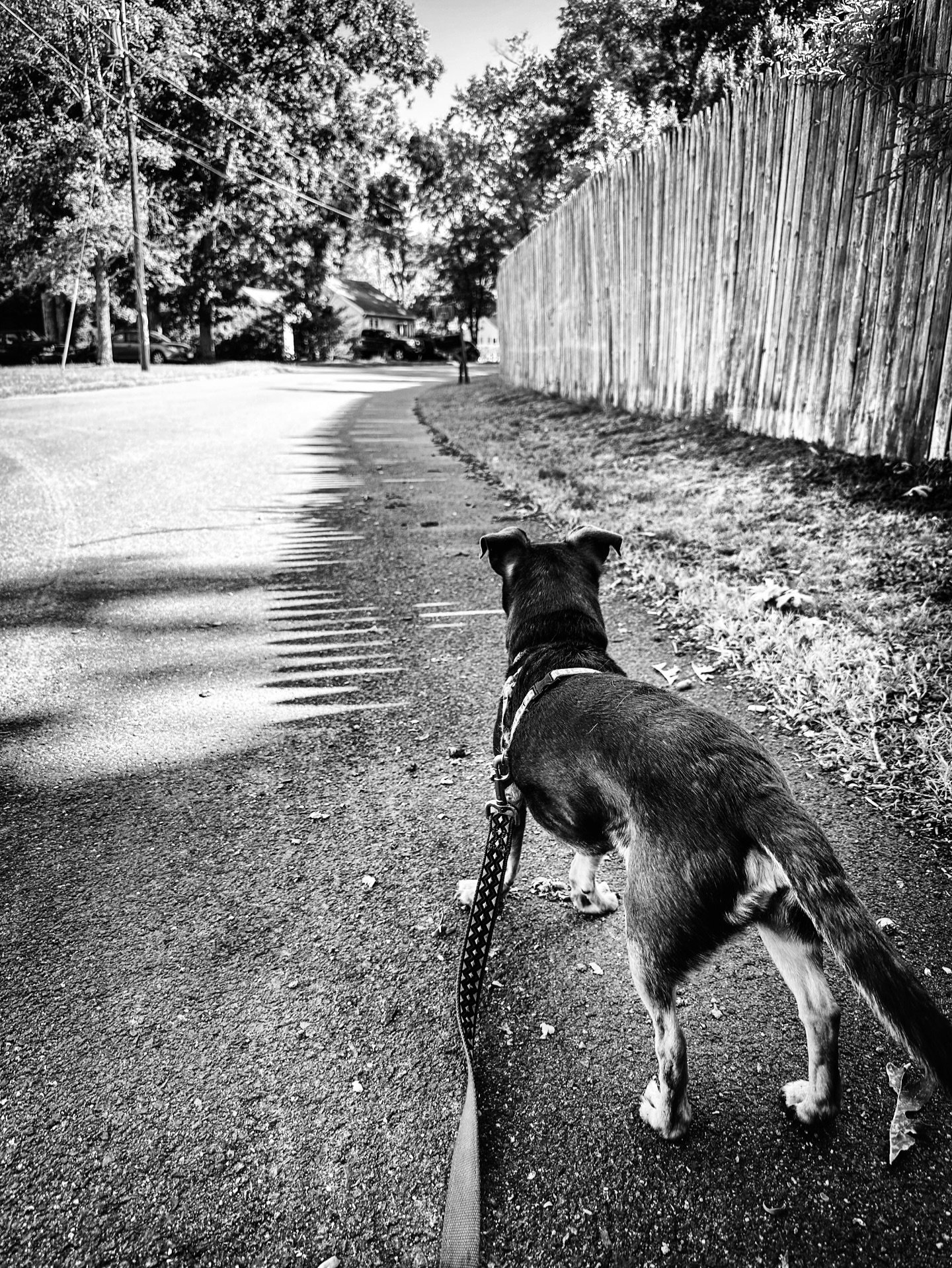Dog walkin&rdquo; #dog #dogs #walking #walk #streetphotos #streetphotography #blackandwhite #blackandwhitephotography #dhadows #streetphotography