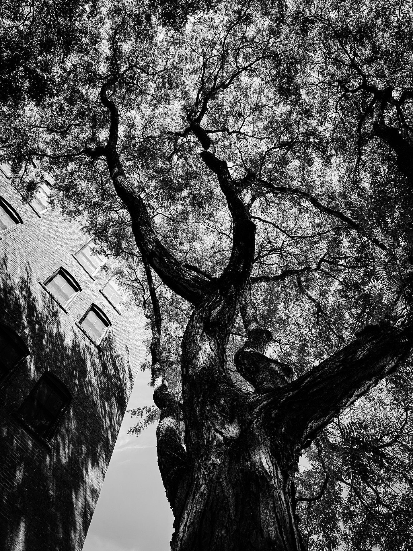 Before the rain #tree #trees #architecture #shadows #blackandwhite #blackandwhitephotography