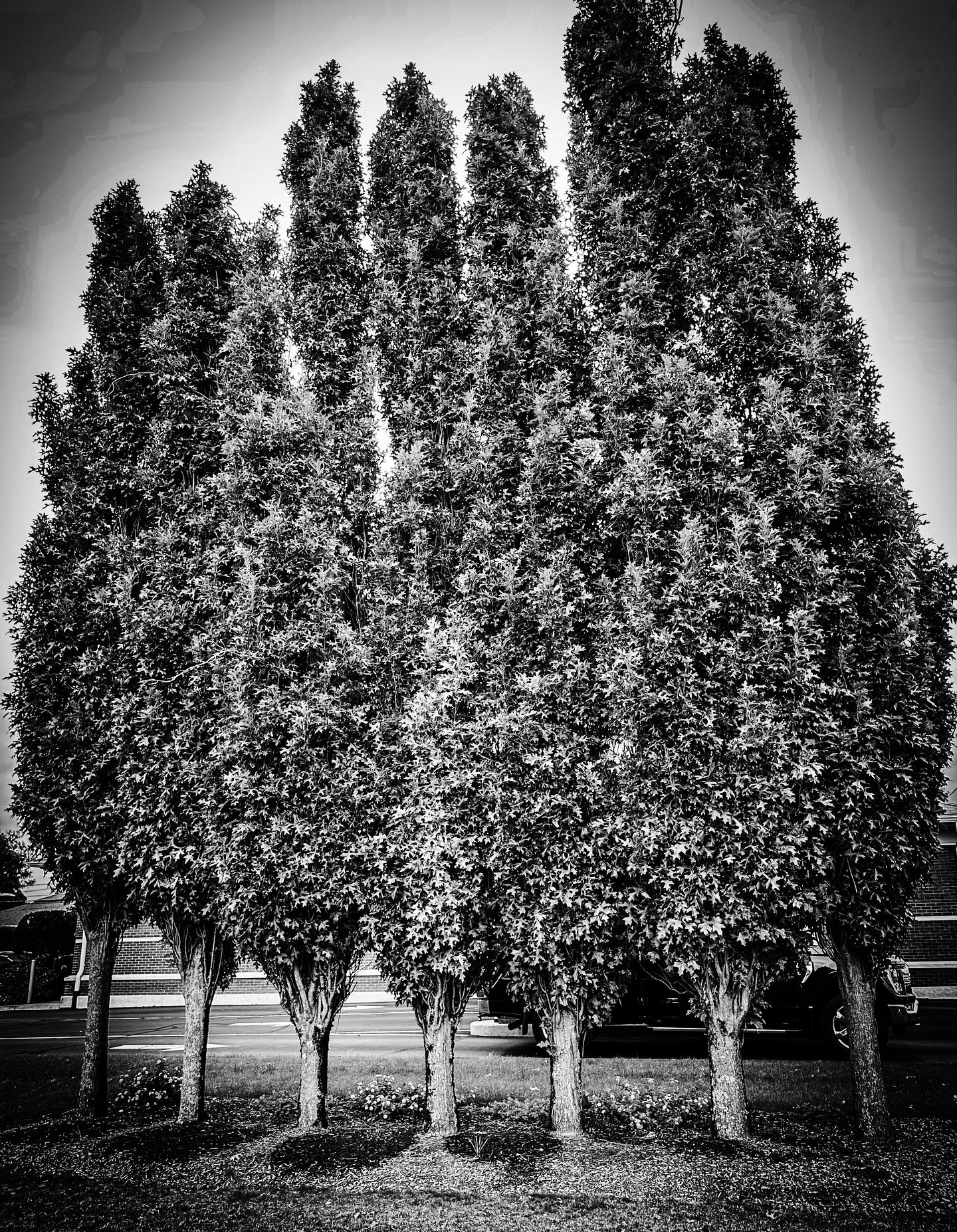 Coffee break trees #blackandwhite #blackandwhitephotography #trees #streetphotos #streetphotography