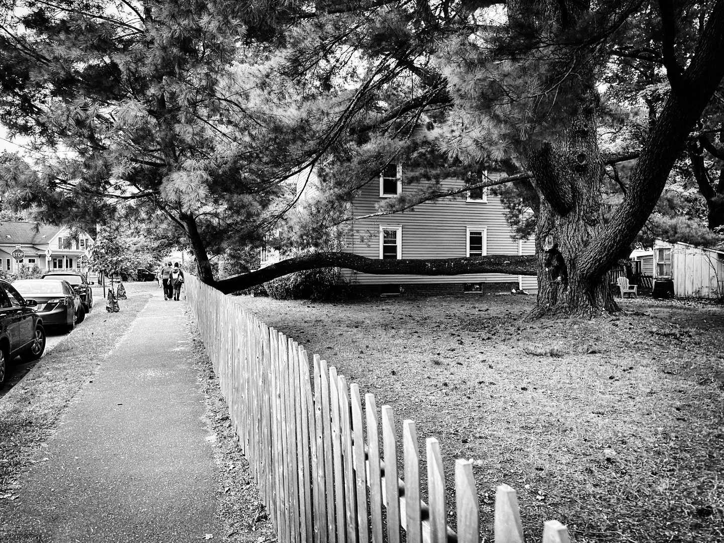 Cool tree #streetphotography_bw #streetphotos #streetphotography #blackandwhite #blackandwhitephotography #tree #trees
