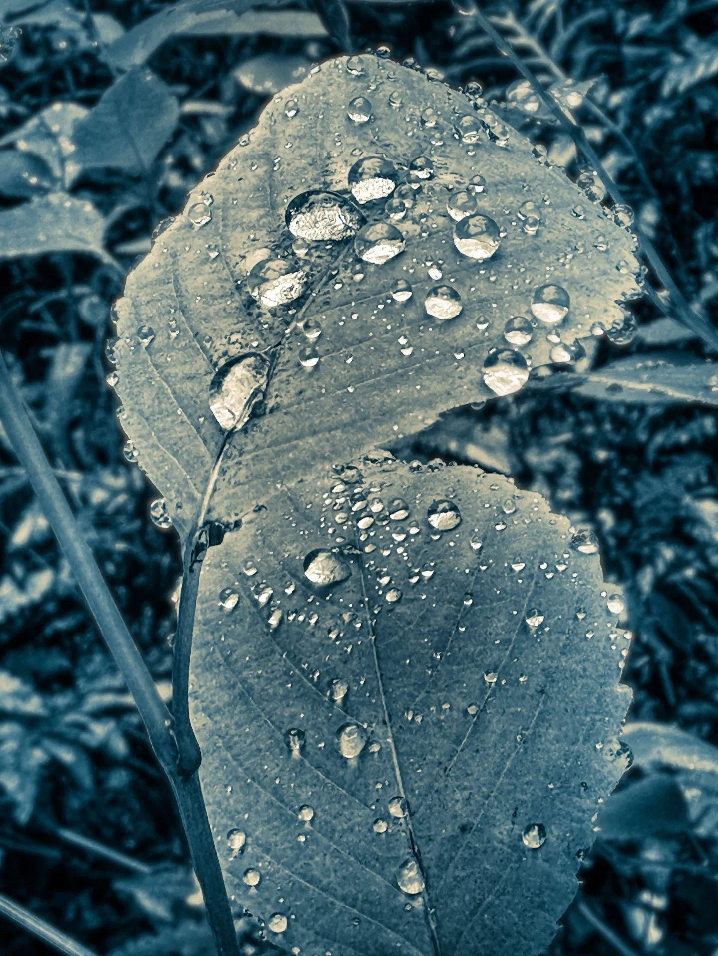 Rainy day #blackandwhite #blackandwhitephotography #blue #cyan #sepia #raindrops #droplets #rainy #rain #rainyday
