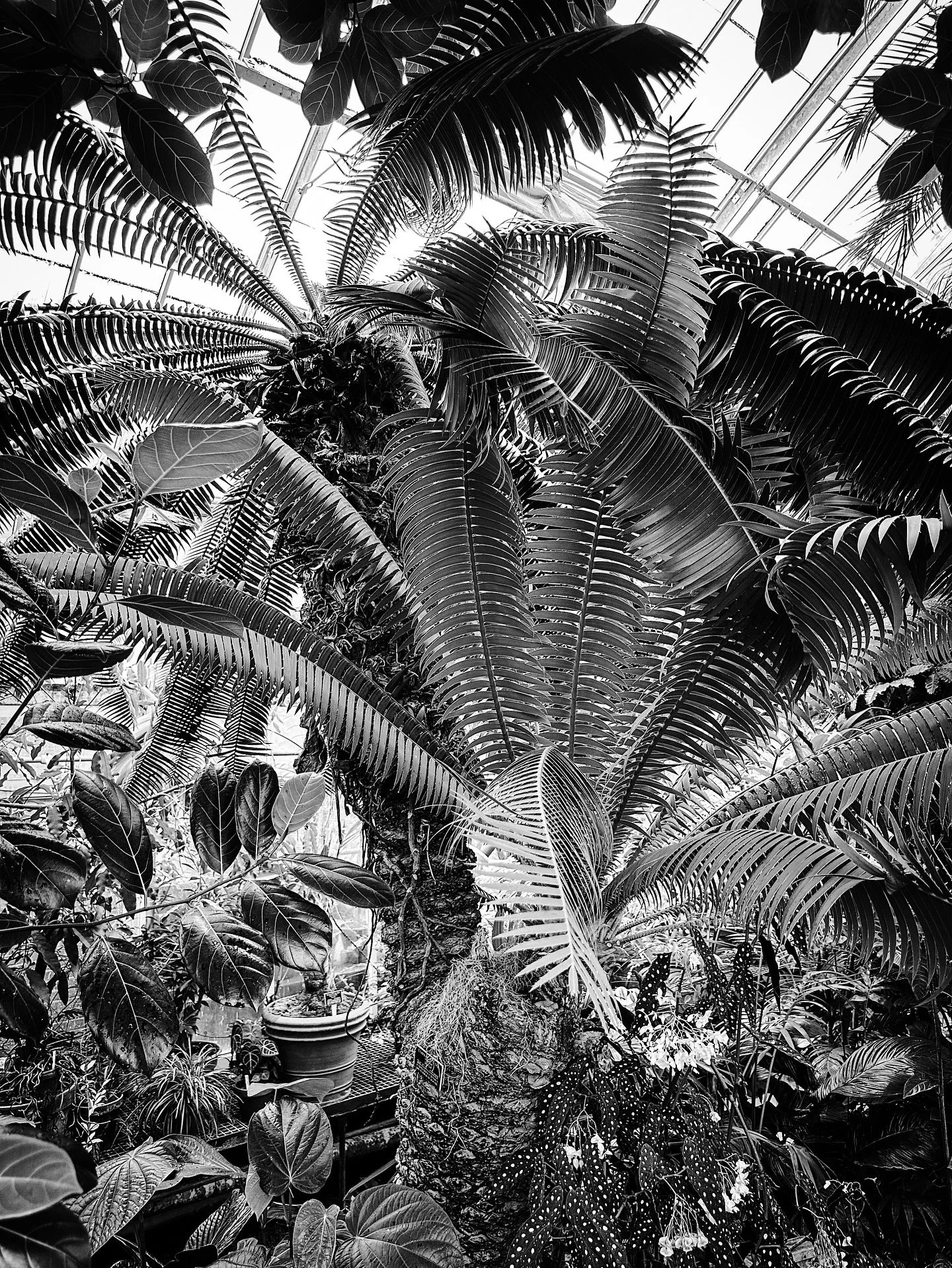 @smithcollegebotanicgarden #palmtree #tropical #botanic #botanical #plants #blackandwhite #blackandwhitephotography