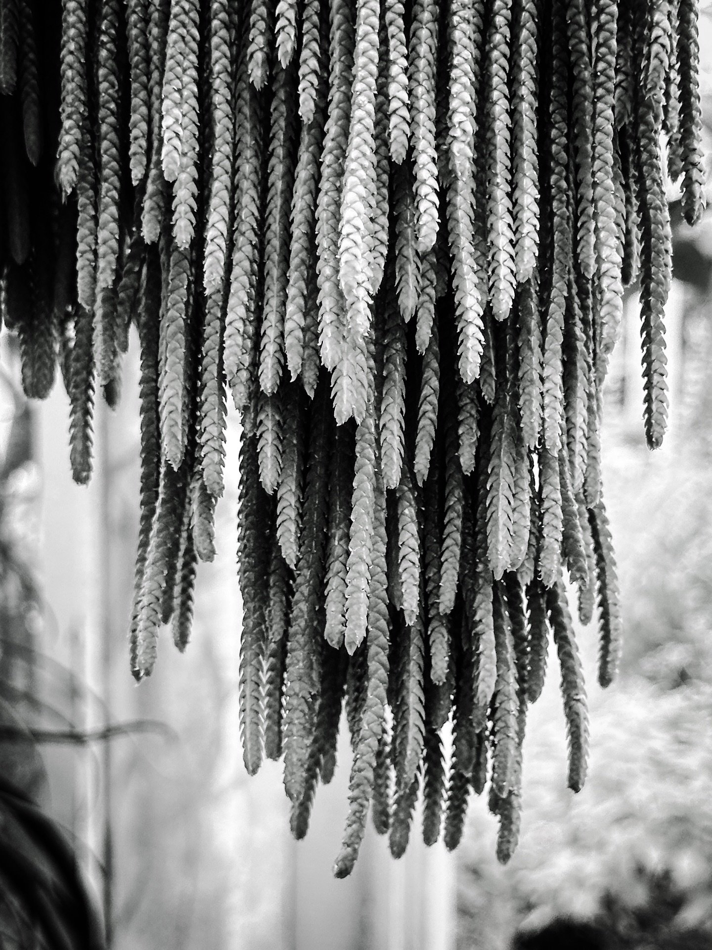 #plants #blackandwhite #blackandwhitephotography #sepia #cyan #vibe #vibes