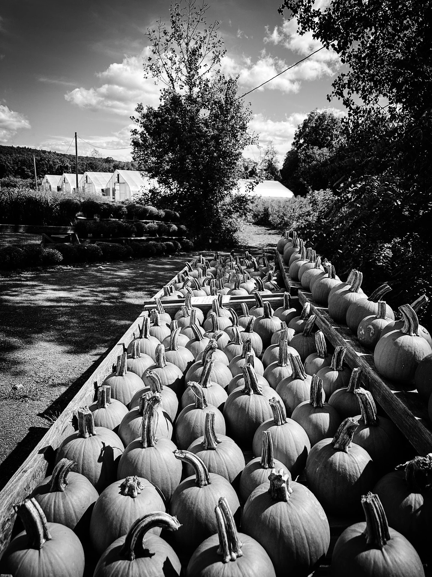 Fall is here! #pumpkins @longriverproduce #autumn #fall #blackandwhite #blackandwhitephotography #colors #colorphotography
