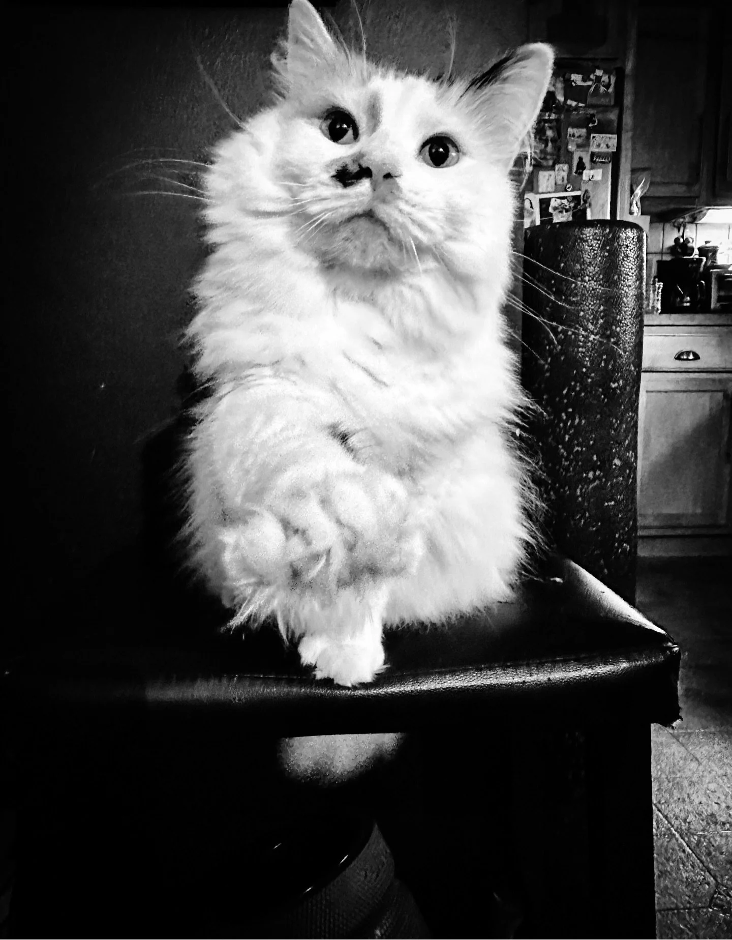 #cat #cats #blackandwhite #blackandwhitephotography #portrait #petportrait